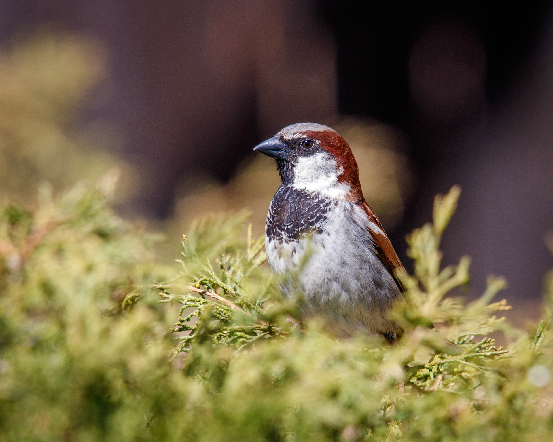 This sparrow was the first picture I took with my new Sigma 150-600mm lens