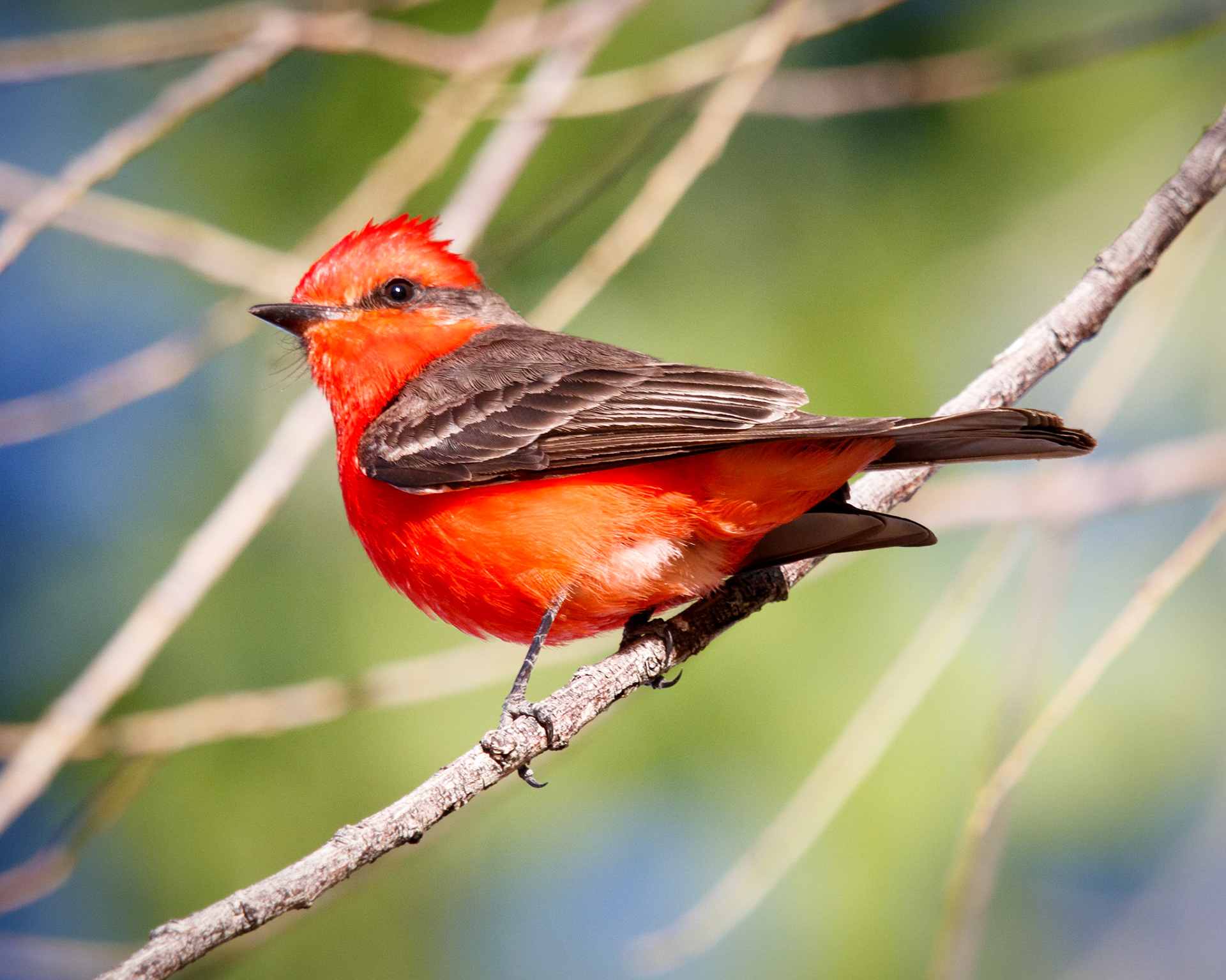 Vermilion Flycatcher