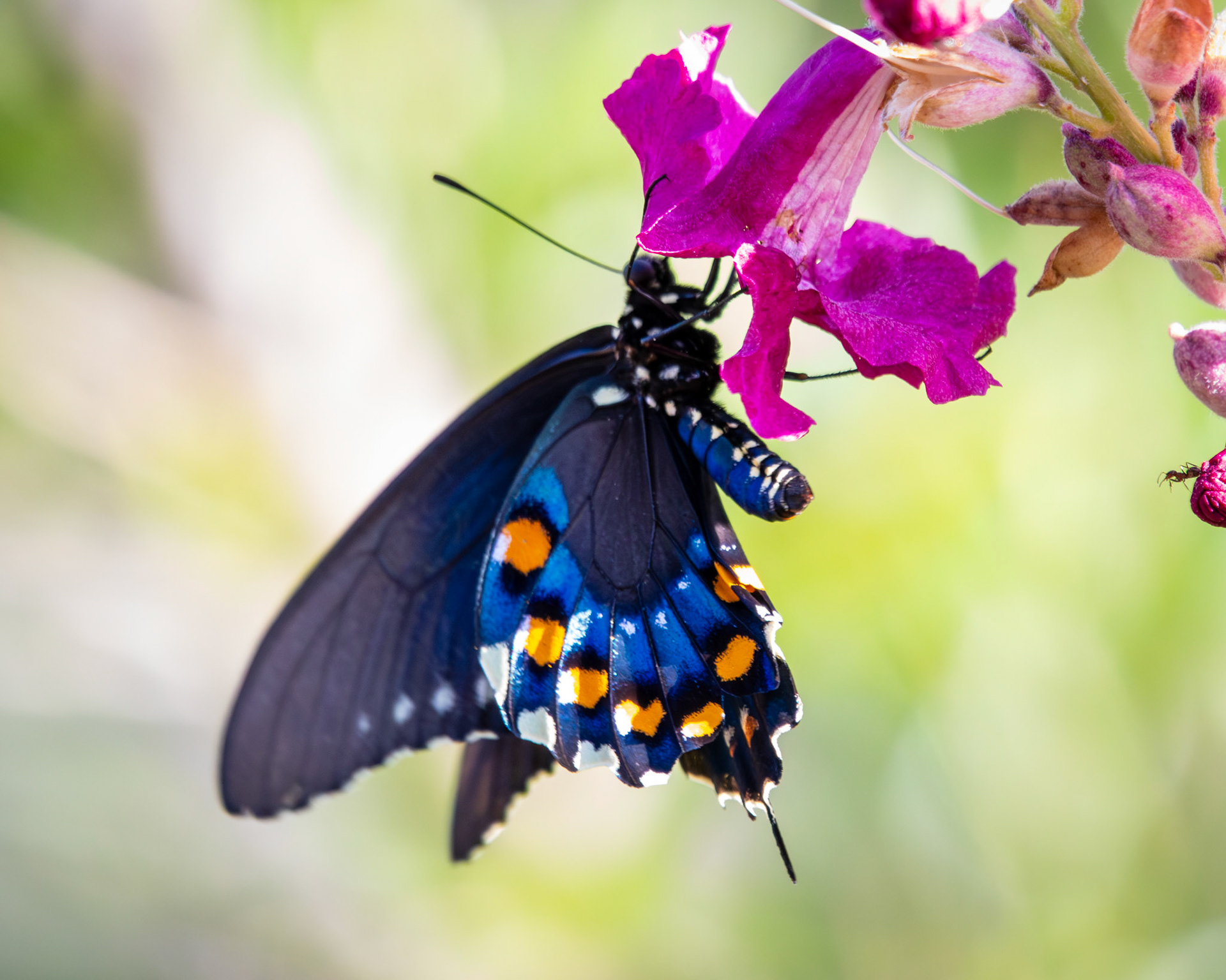 Pipevine Swallowtail