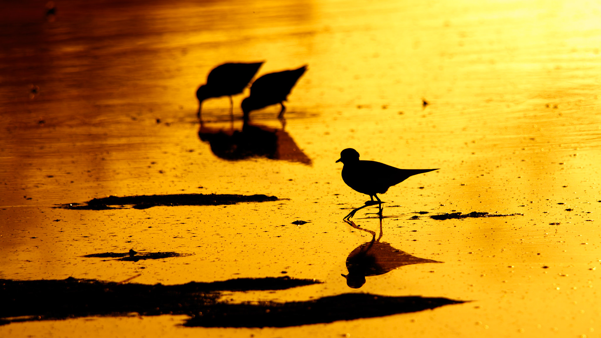 Plovers in the early morning sun reflection