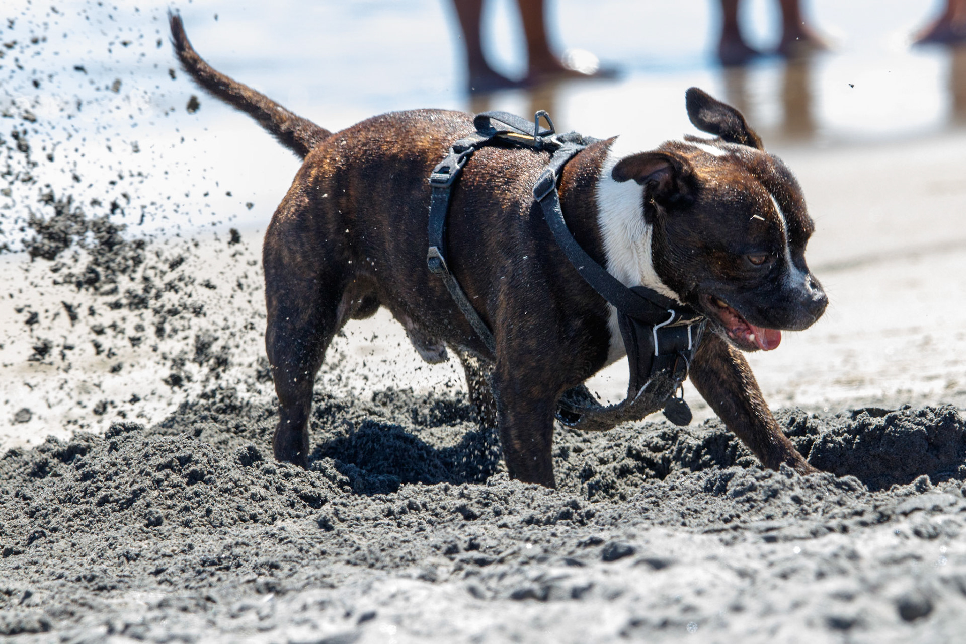 Fun at the dog beach