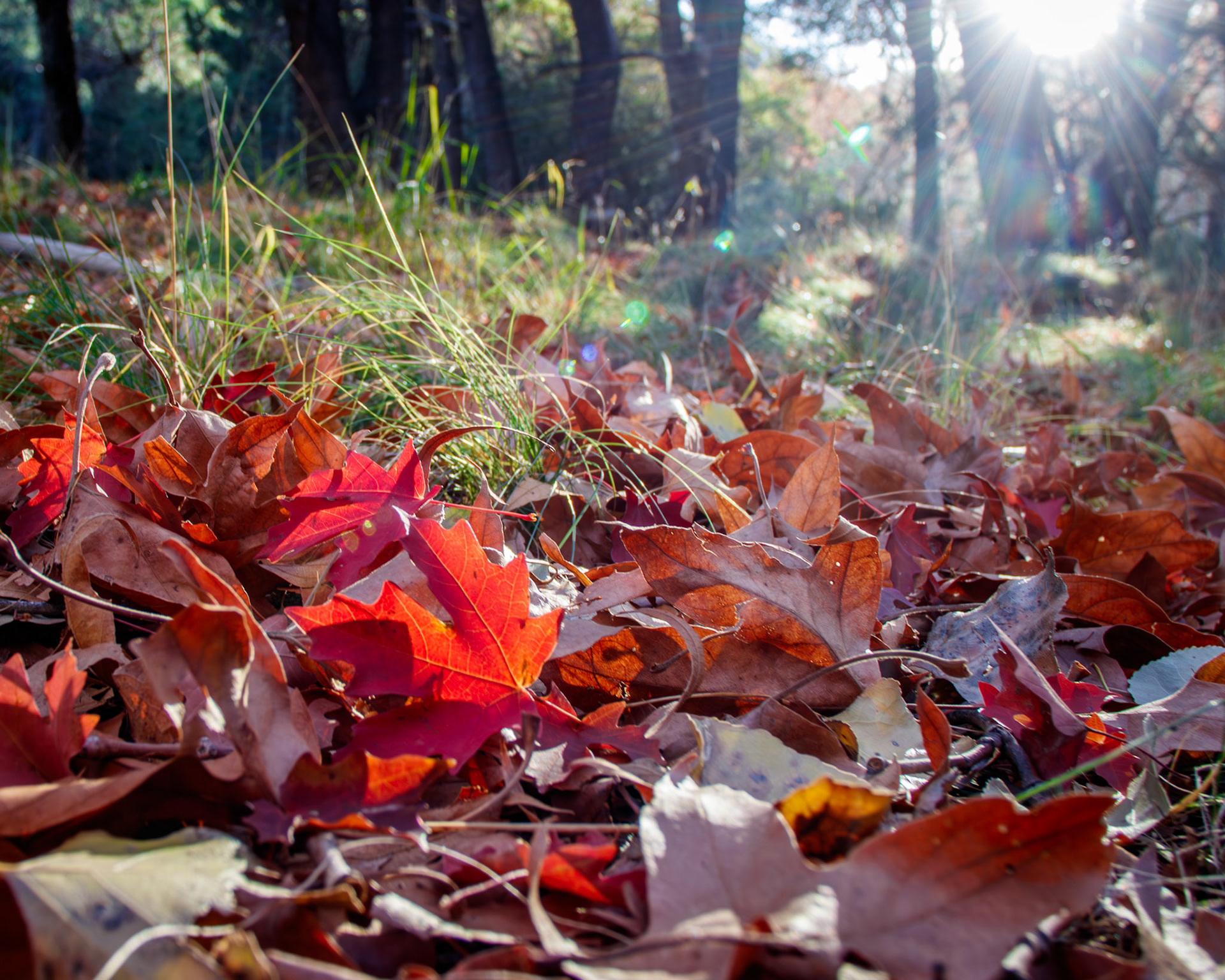 Getting down low for a fall leaf shot