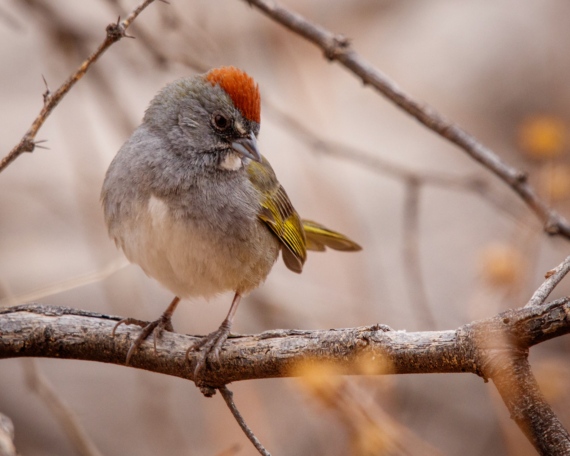 Green-tailed Towhee