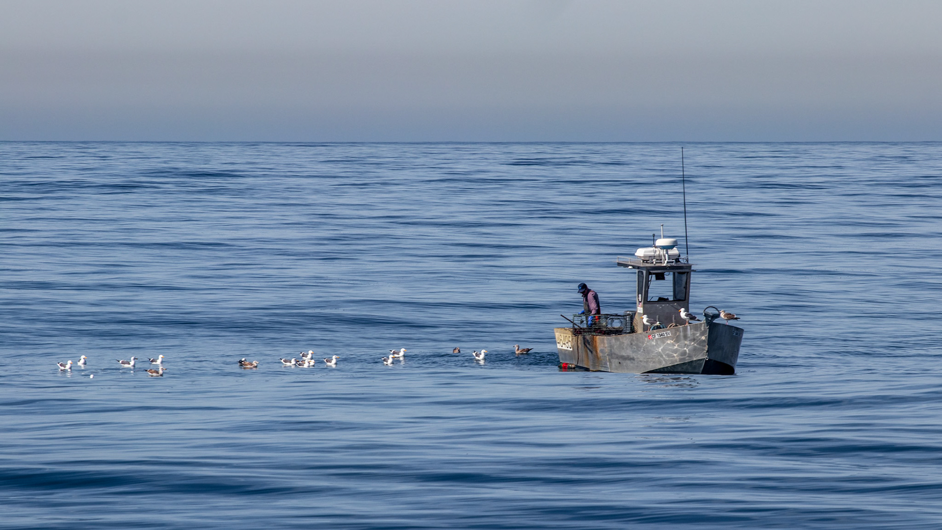 Fishing boat and a row of gulls off the coast of San Diego