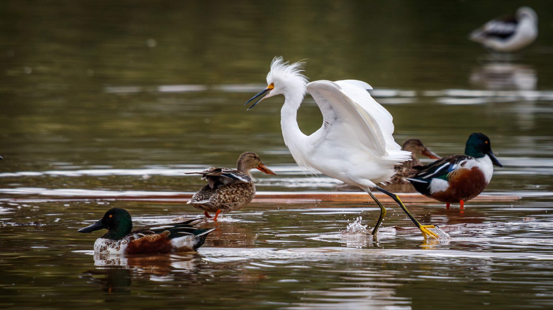 Snowy egret and ducks at Gilbert Water Ranch