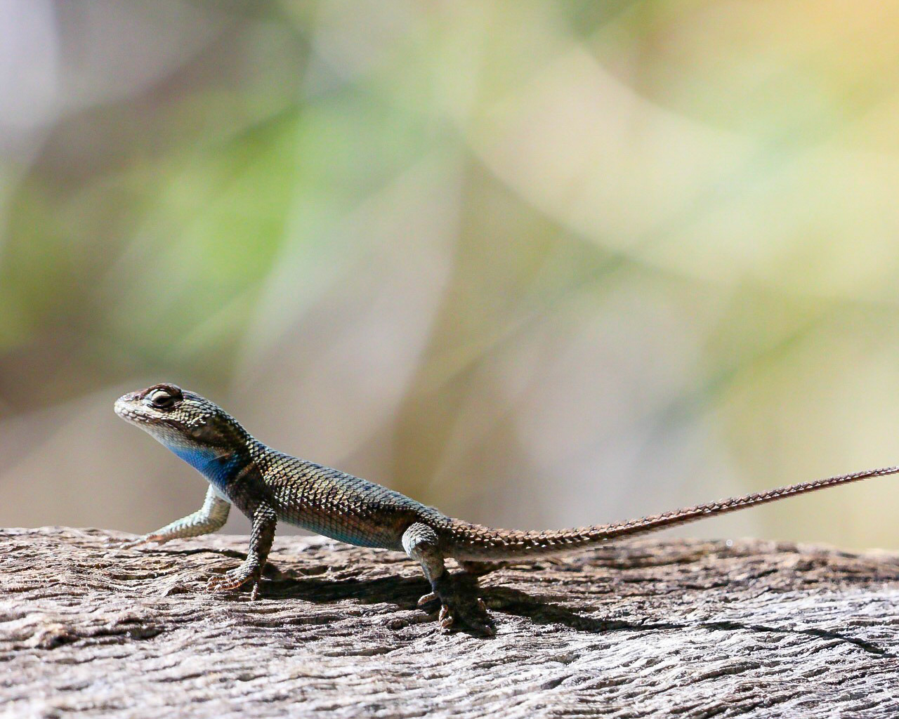Yarrow's spiny lizard