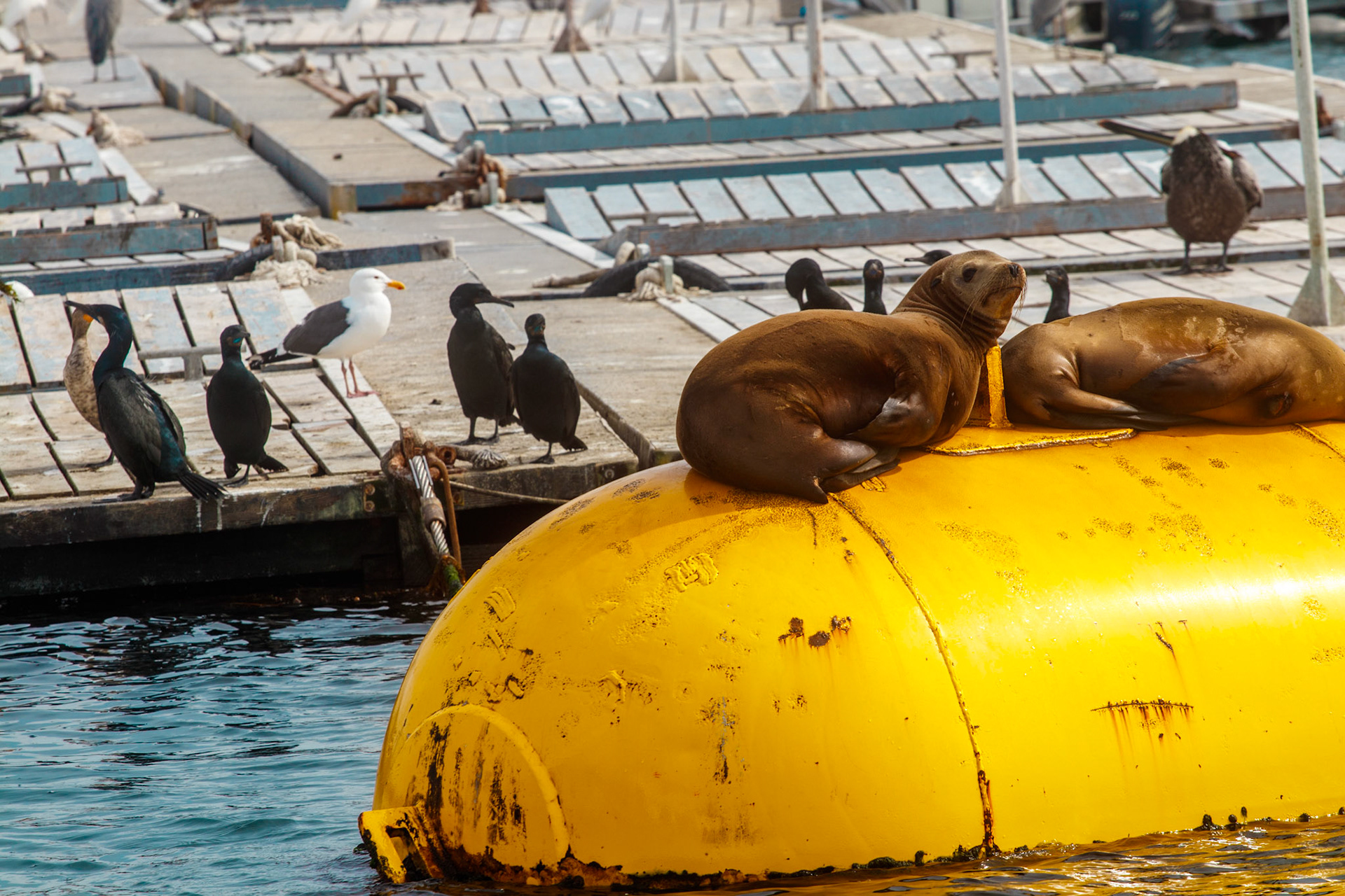 Sealions and Comorants