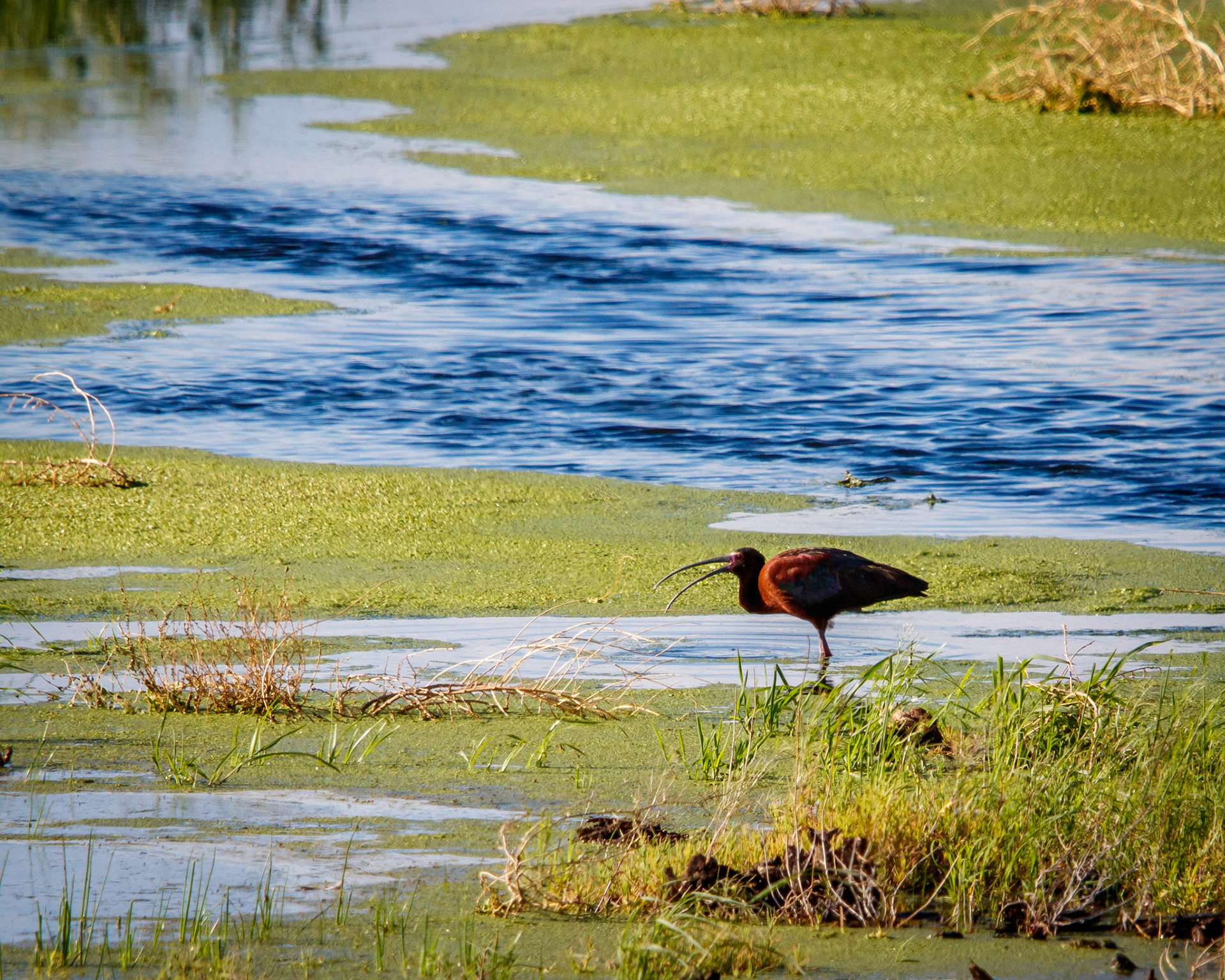 Glossy Ibis at the Sierra Vista discharge pond