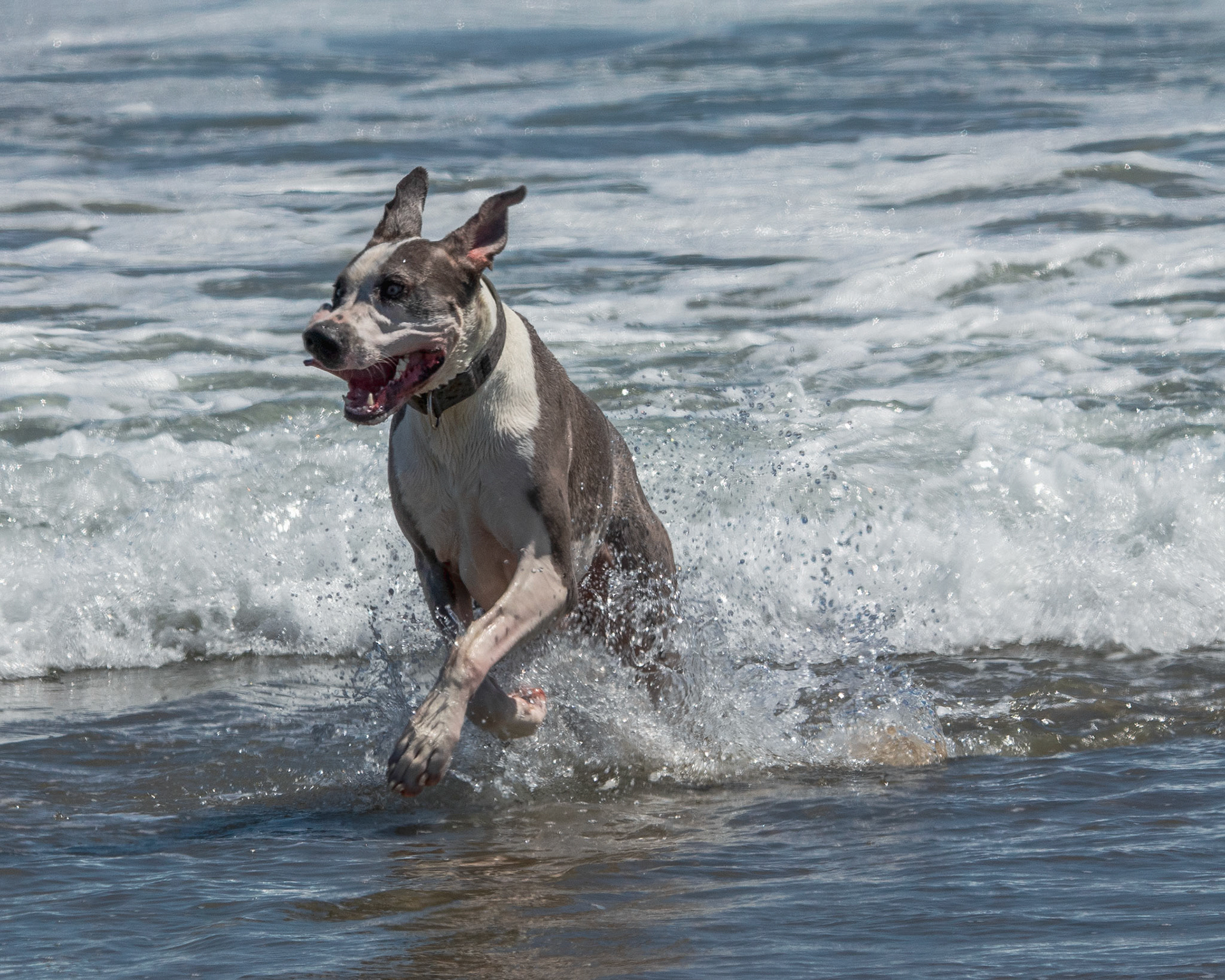 Splash doggy
