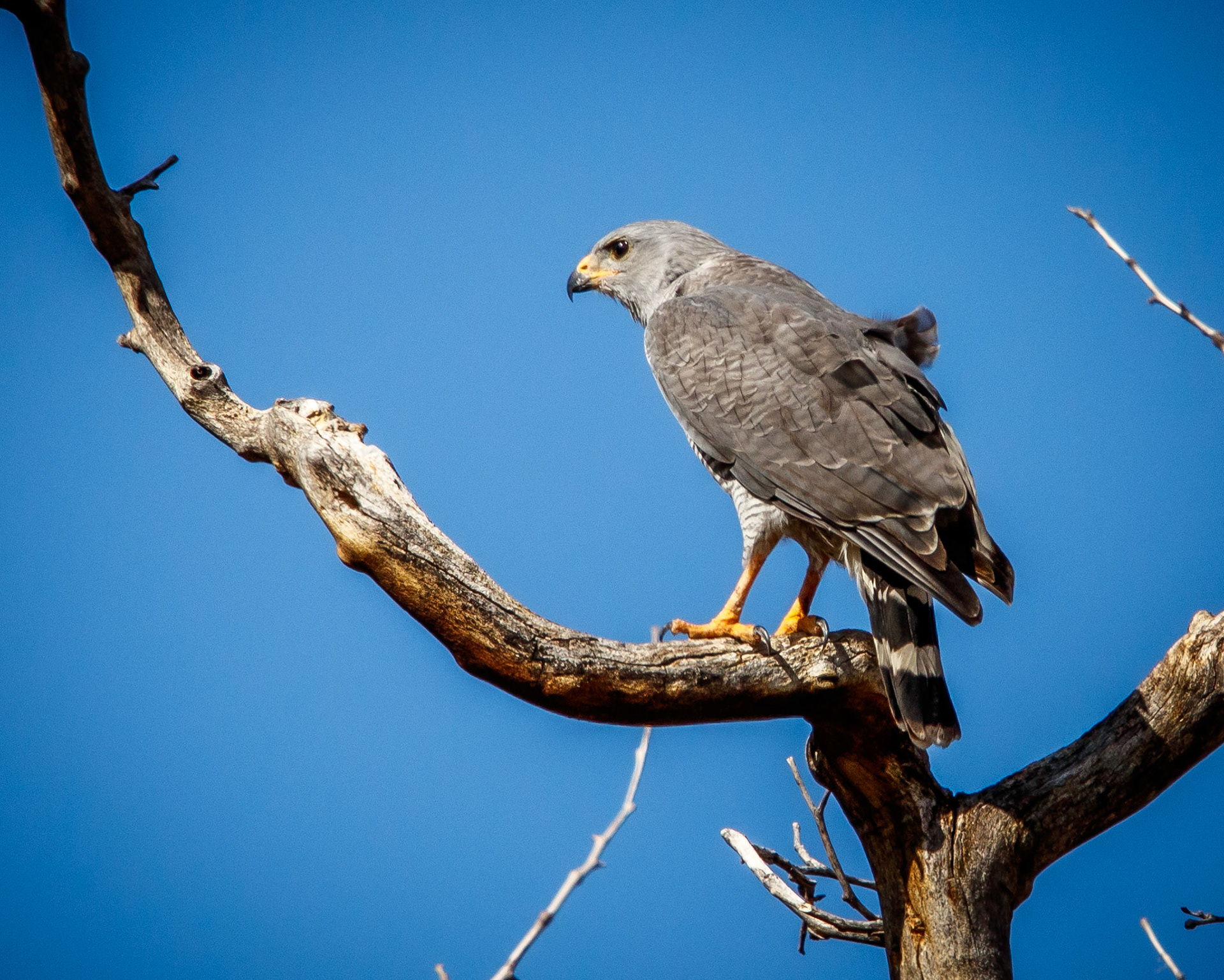 Gray Hawk
