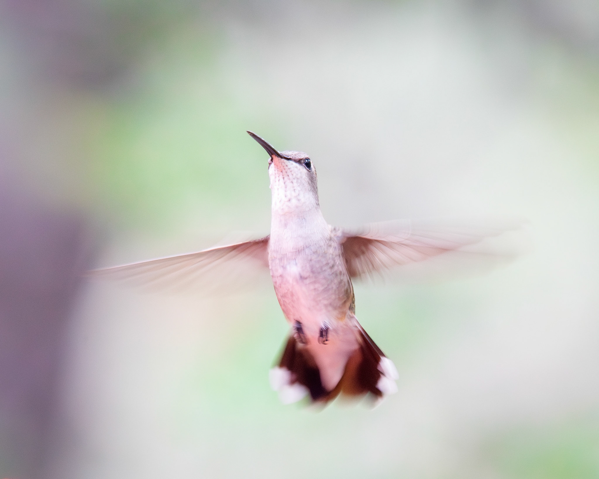 Black-chinned Hummingbird
