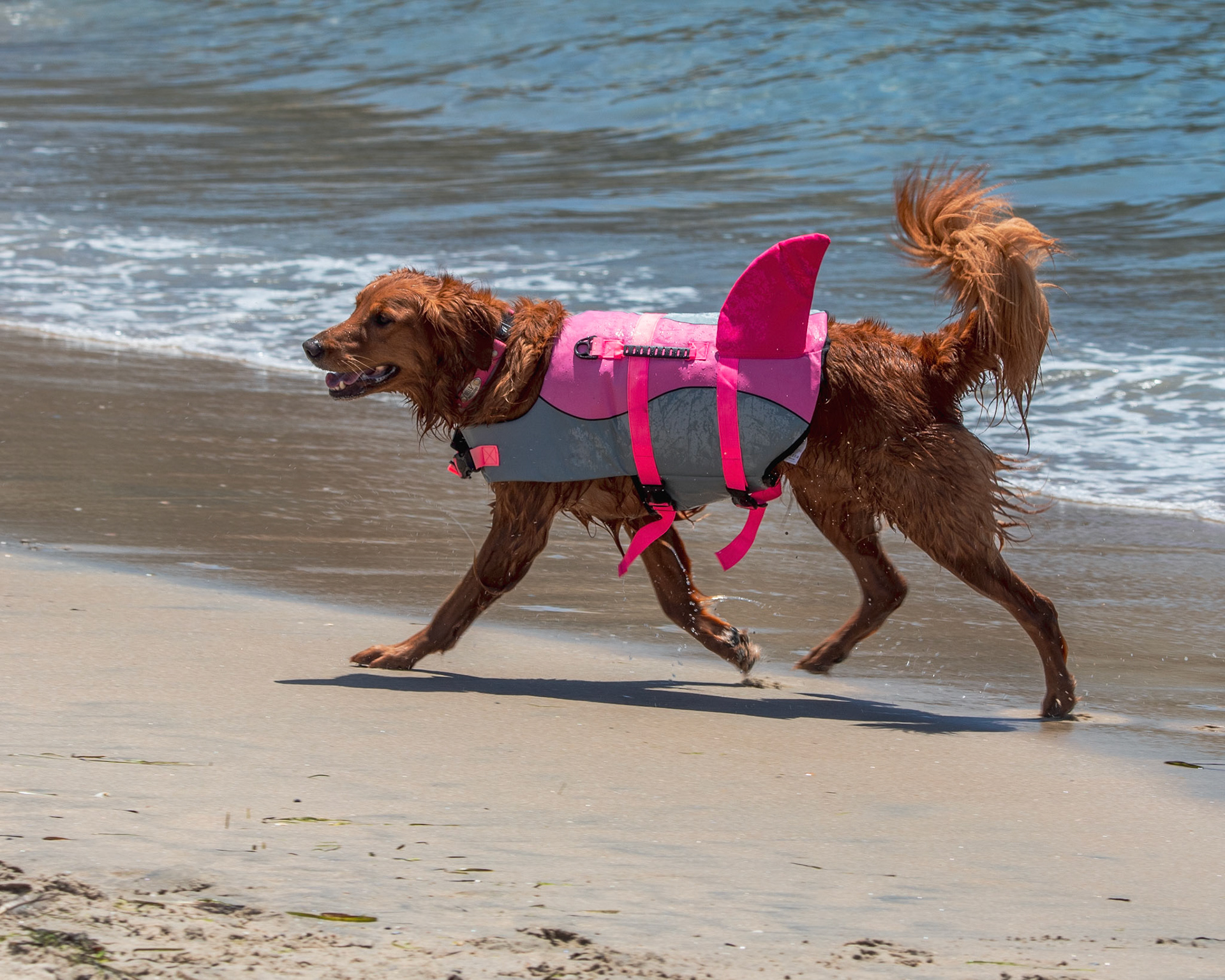 Shark dog