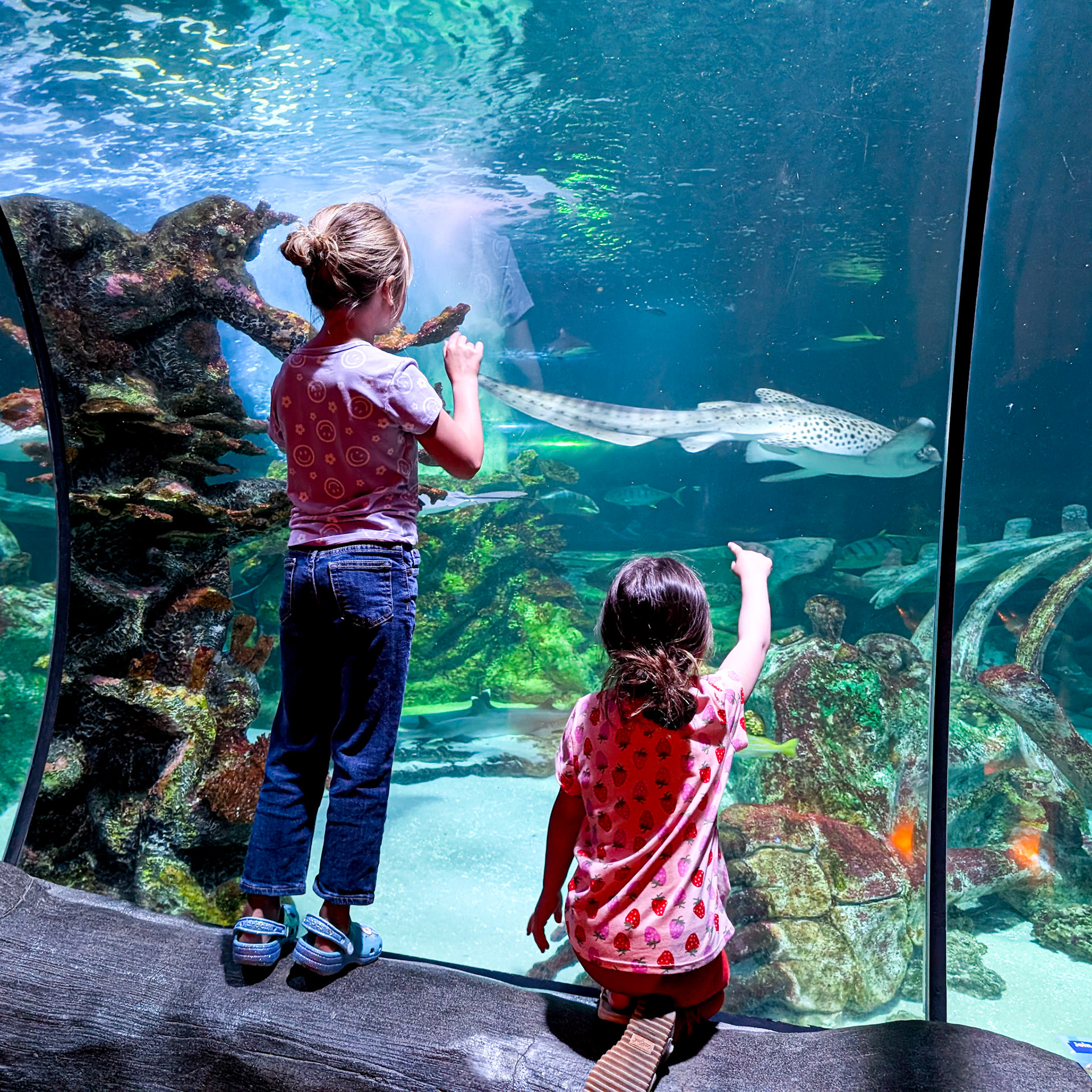 Fascinated by the shark