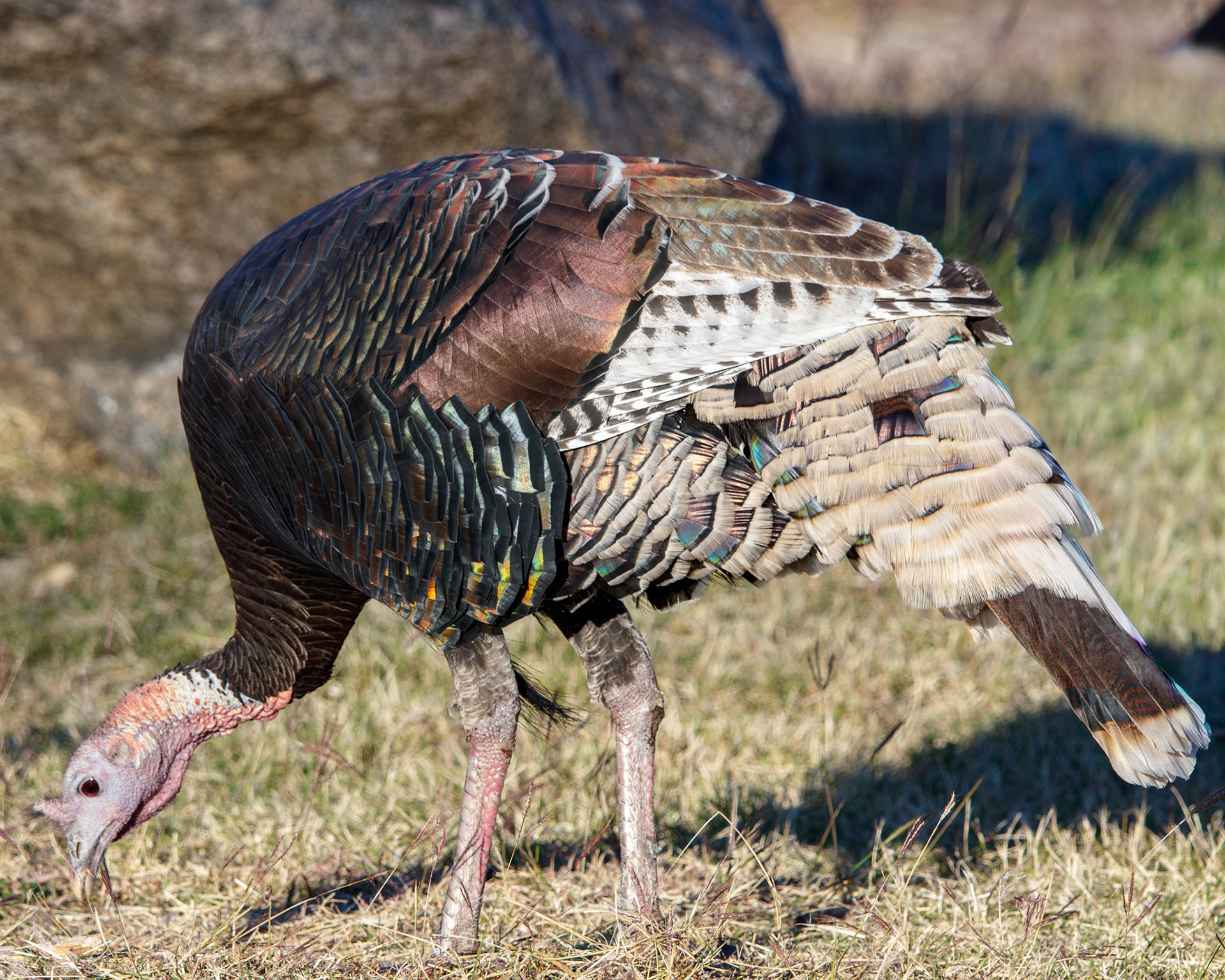 Wild Turkey