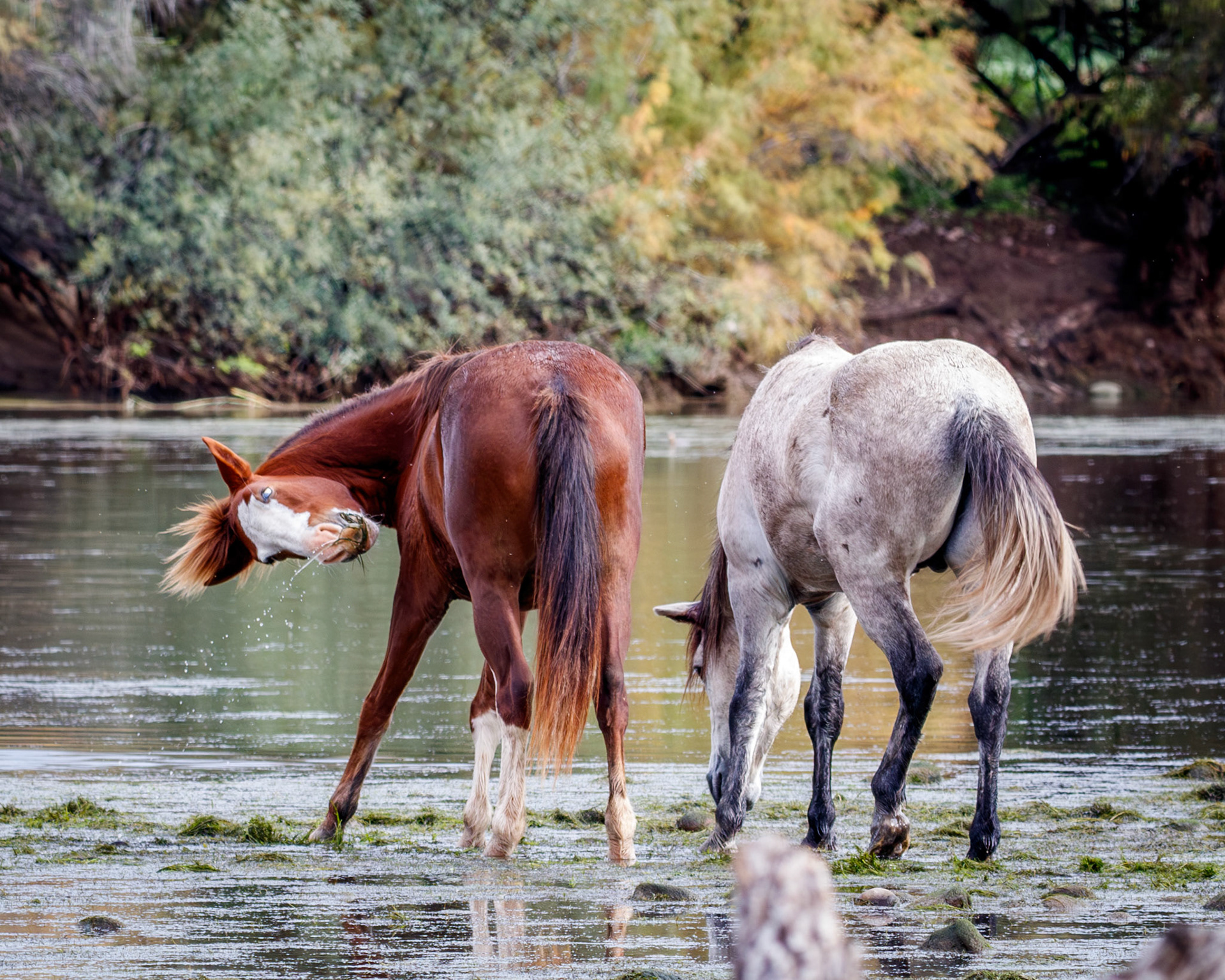 Cheeky scene from salt river horses