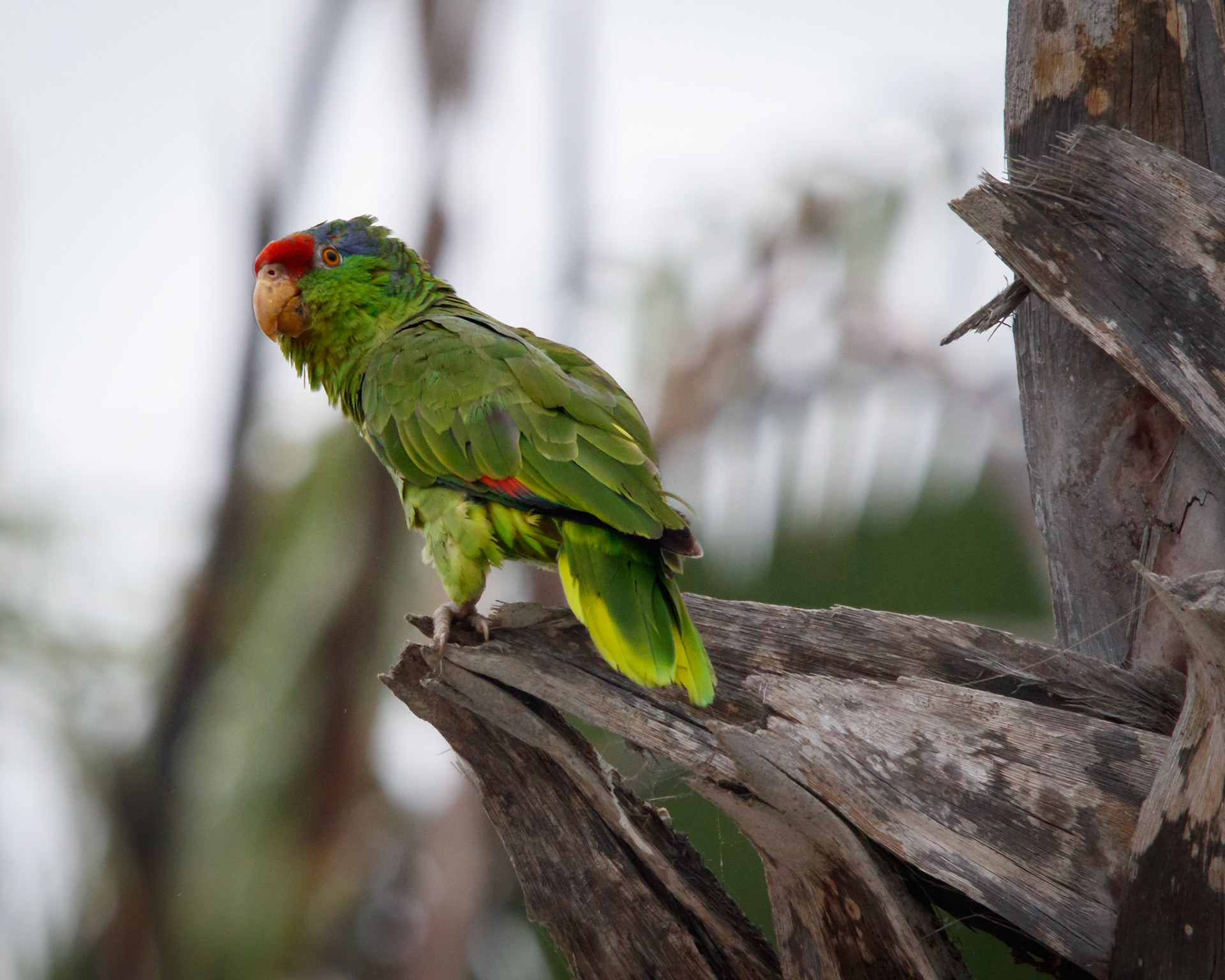 Wild parrot in San Diego