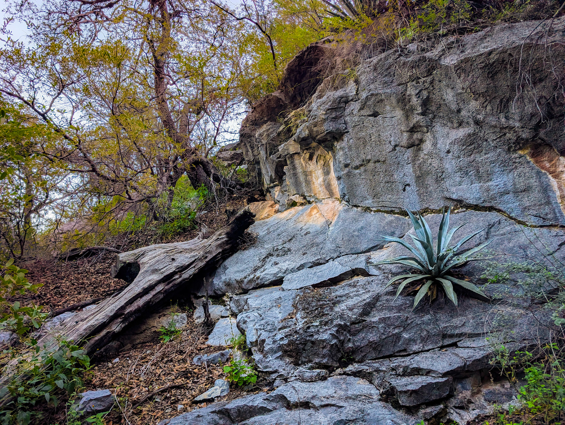 Along the trail in Scheelite Canyon