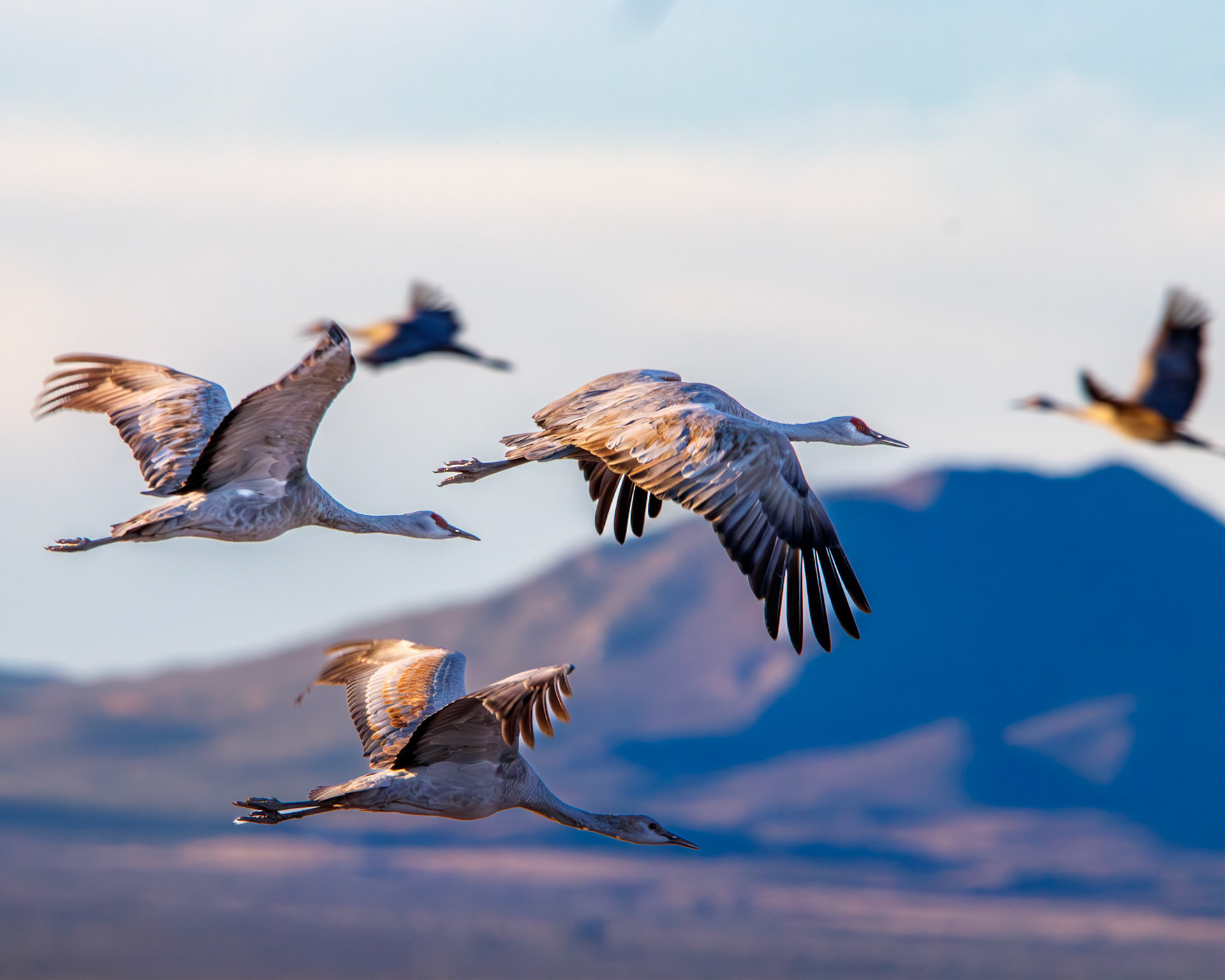 Sandhill Cranes in flight