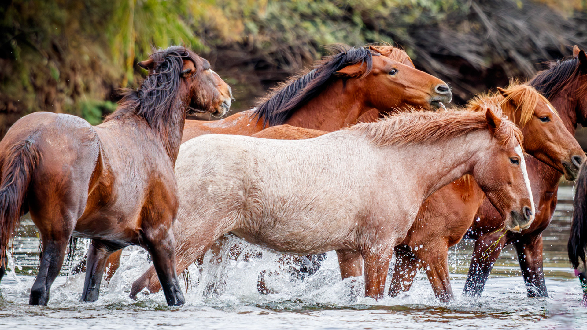 Salt River Wild Horses