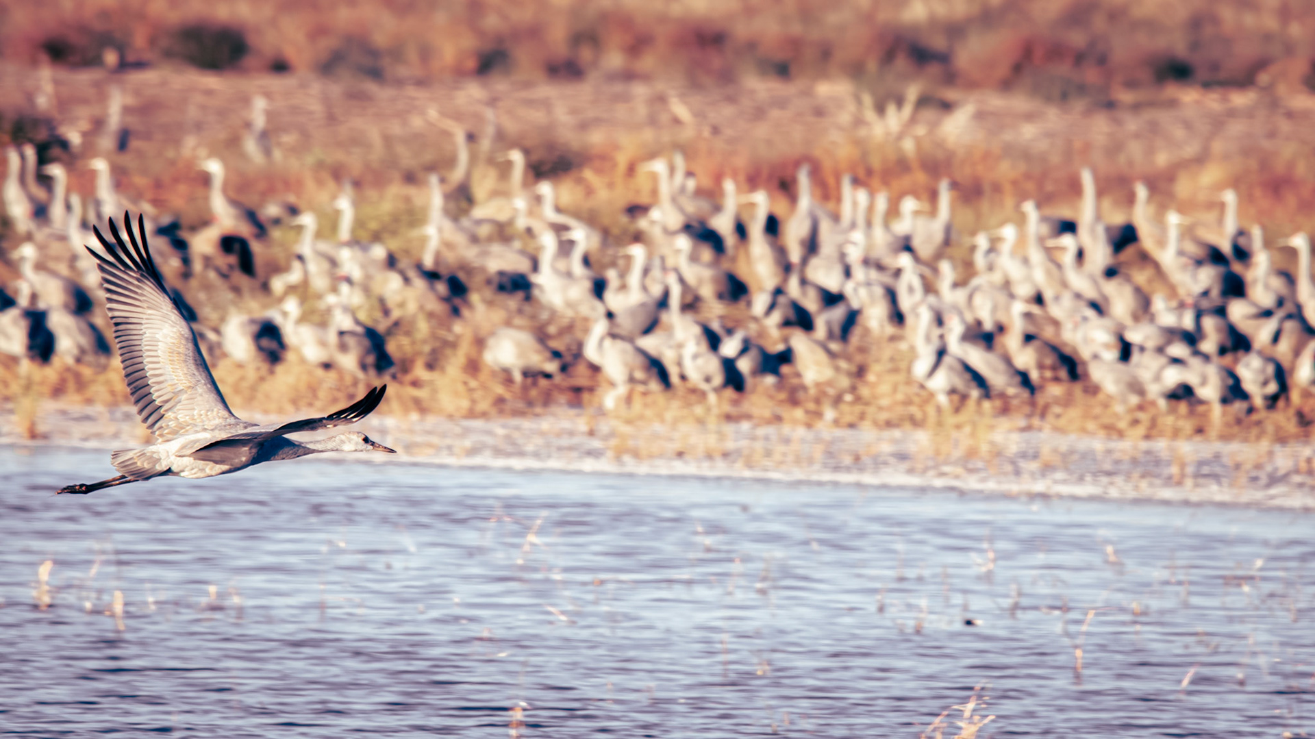 Roosting cranes