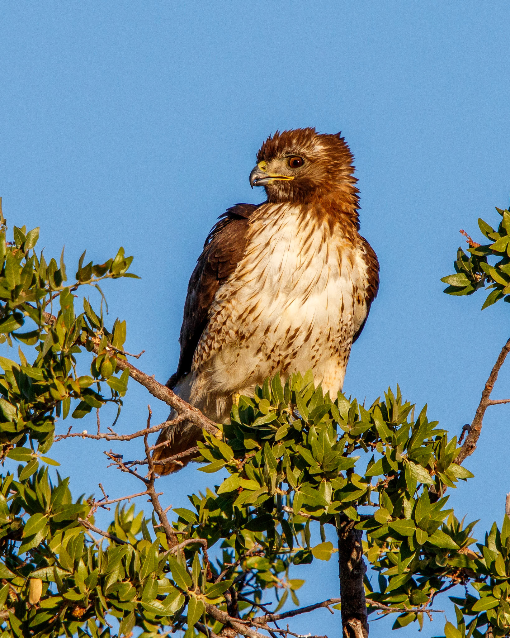 Red-tailed Hawk