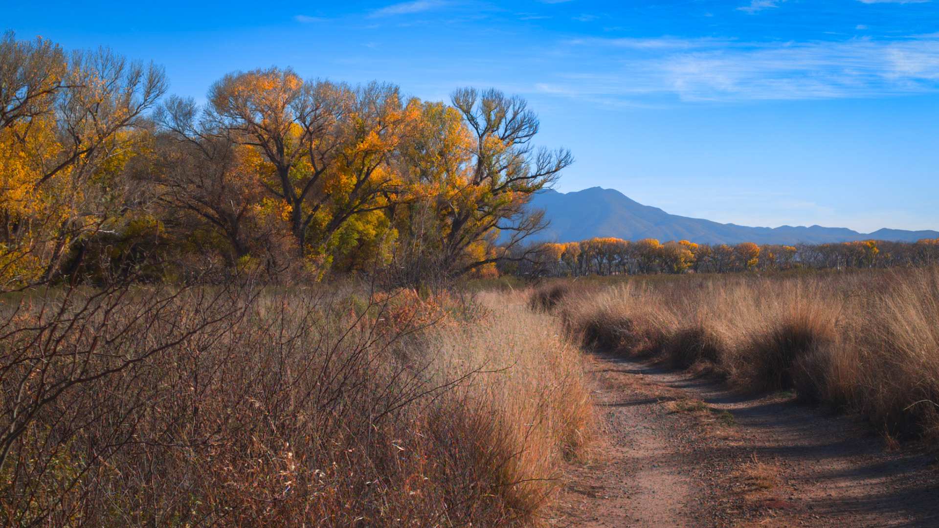 Colorful Cottonwoods near the San Pedro River