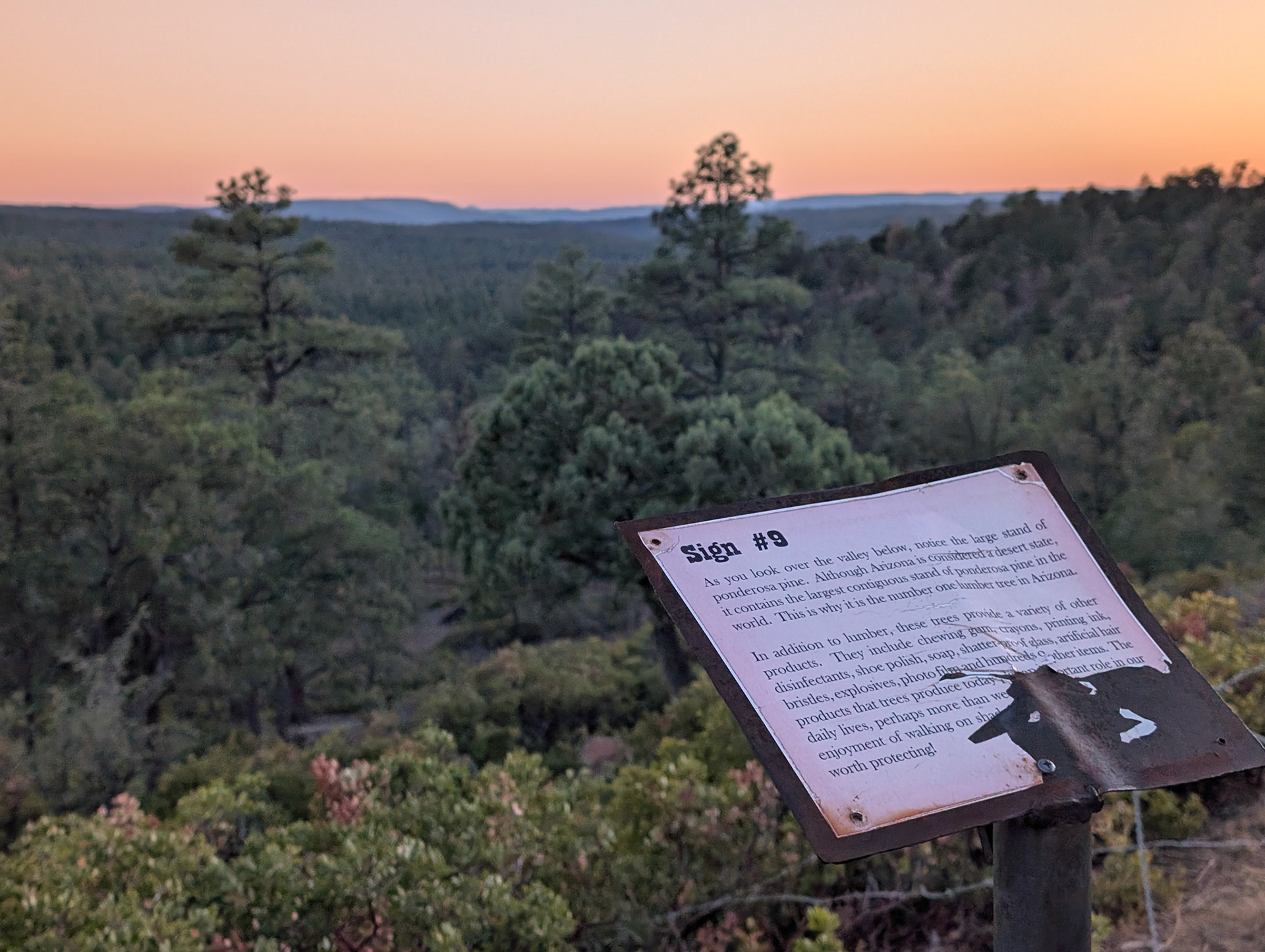 Magollon rim trail  in Pinetop-Lakeside AZ