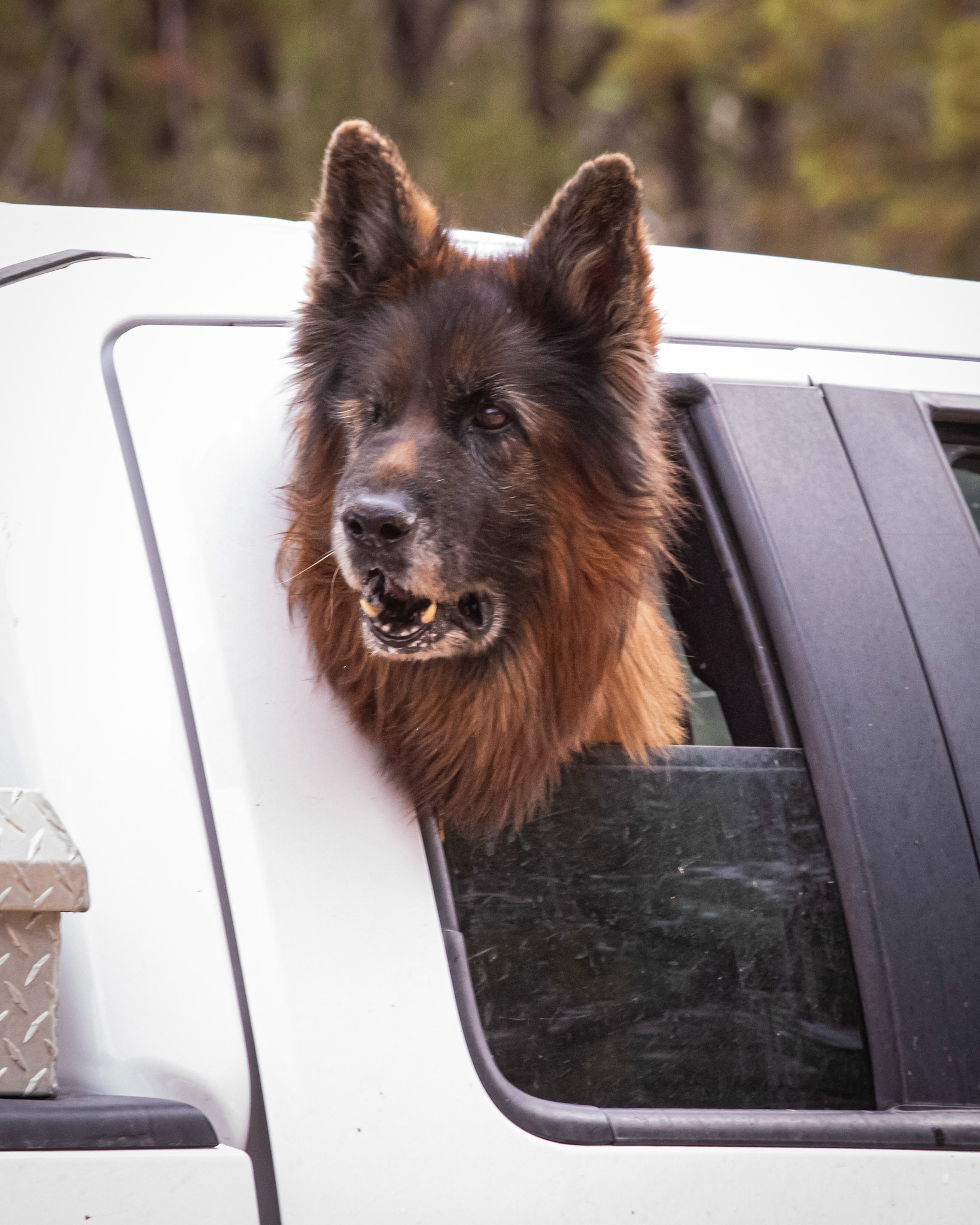 How can I not take a picture of a big dog sticking its head out of the window