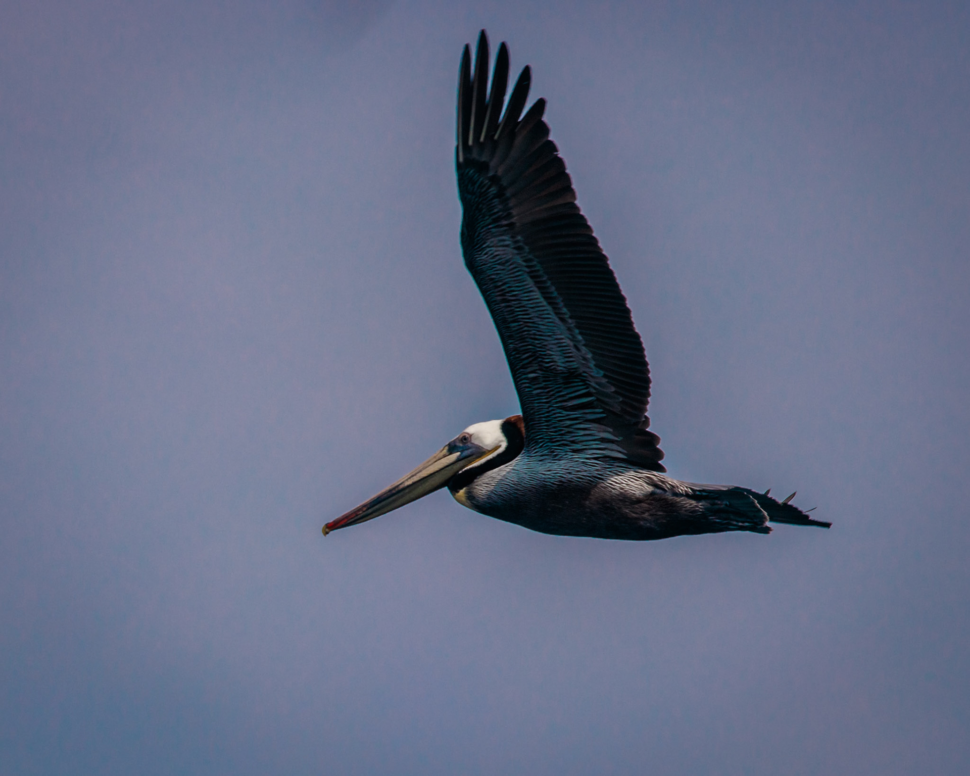 This pelican followed the boat for most of the trip