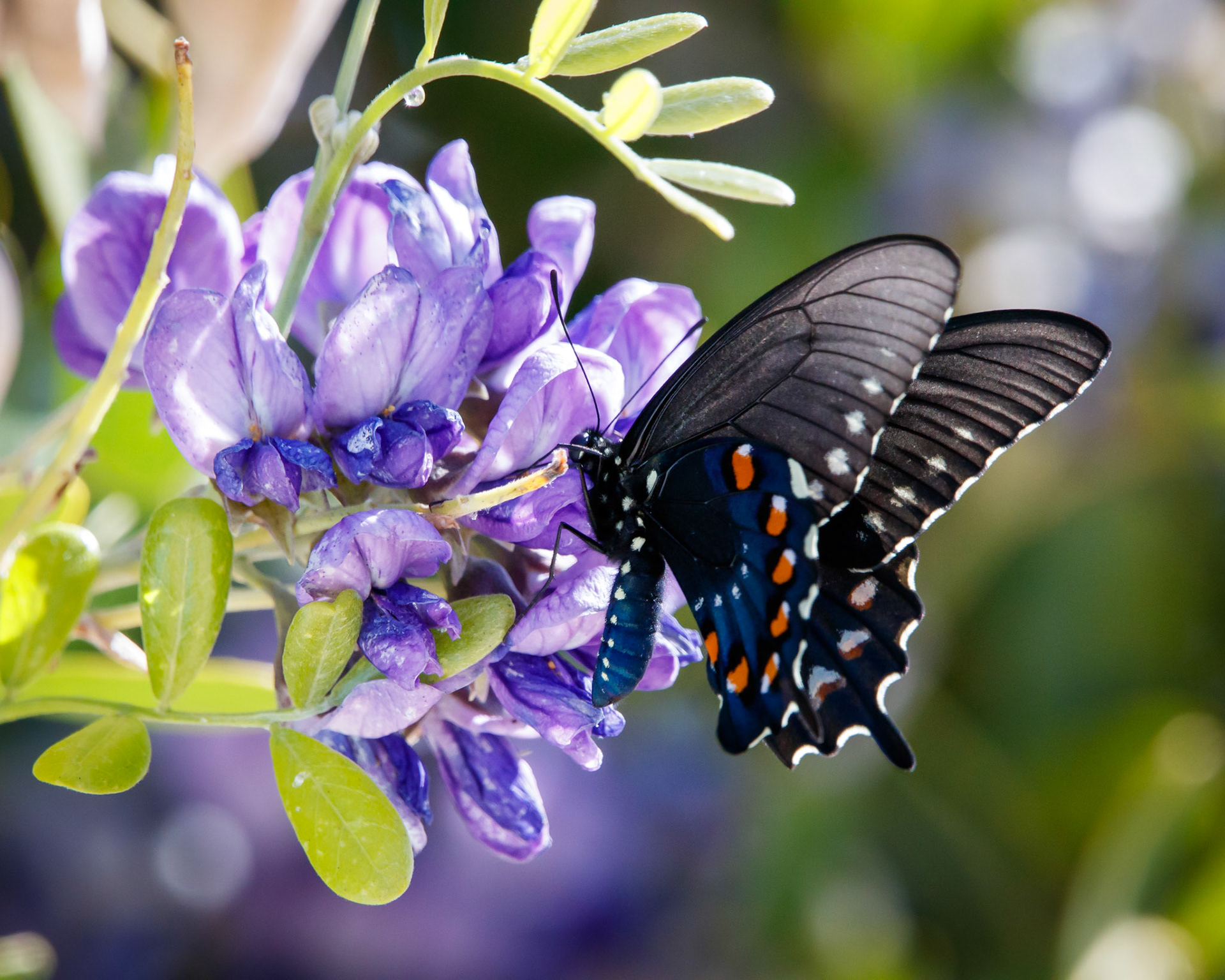 Pipevine Swallowtail Butterfly