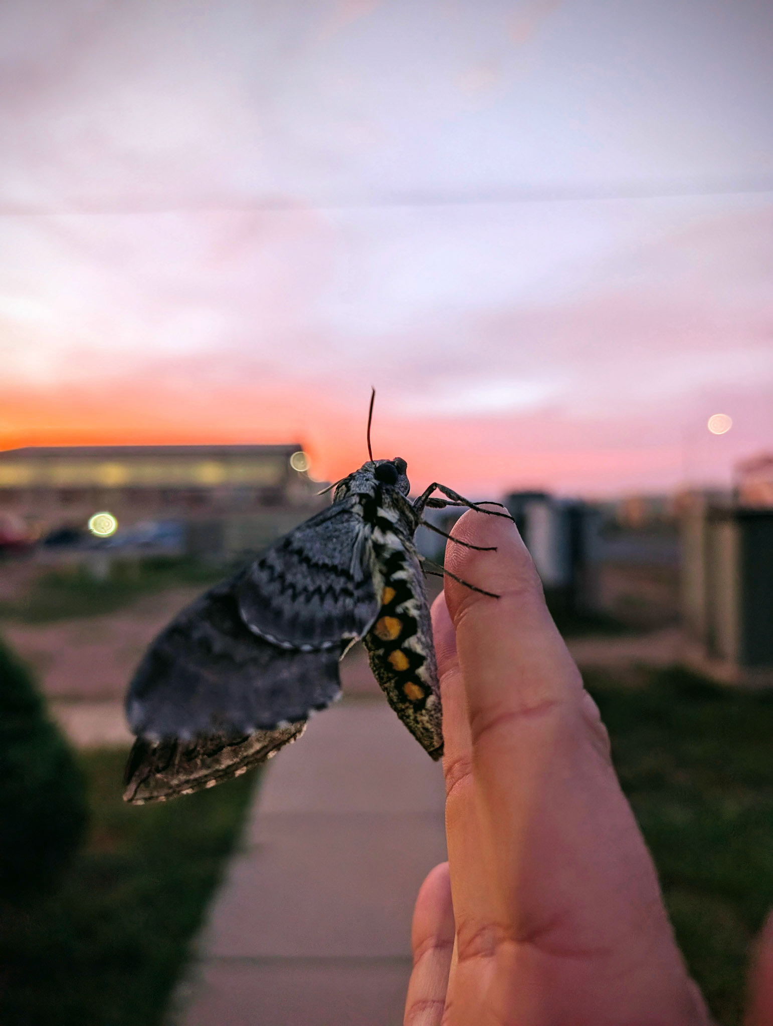 Spinx Moth