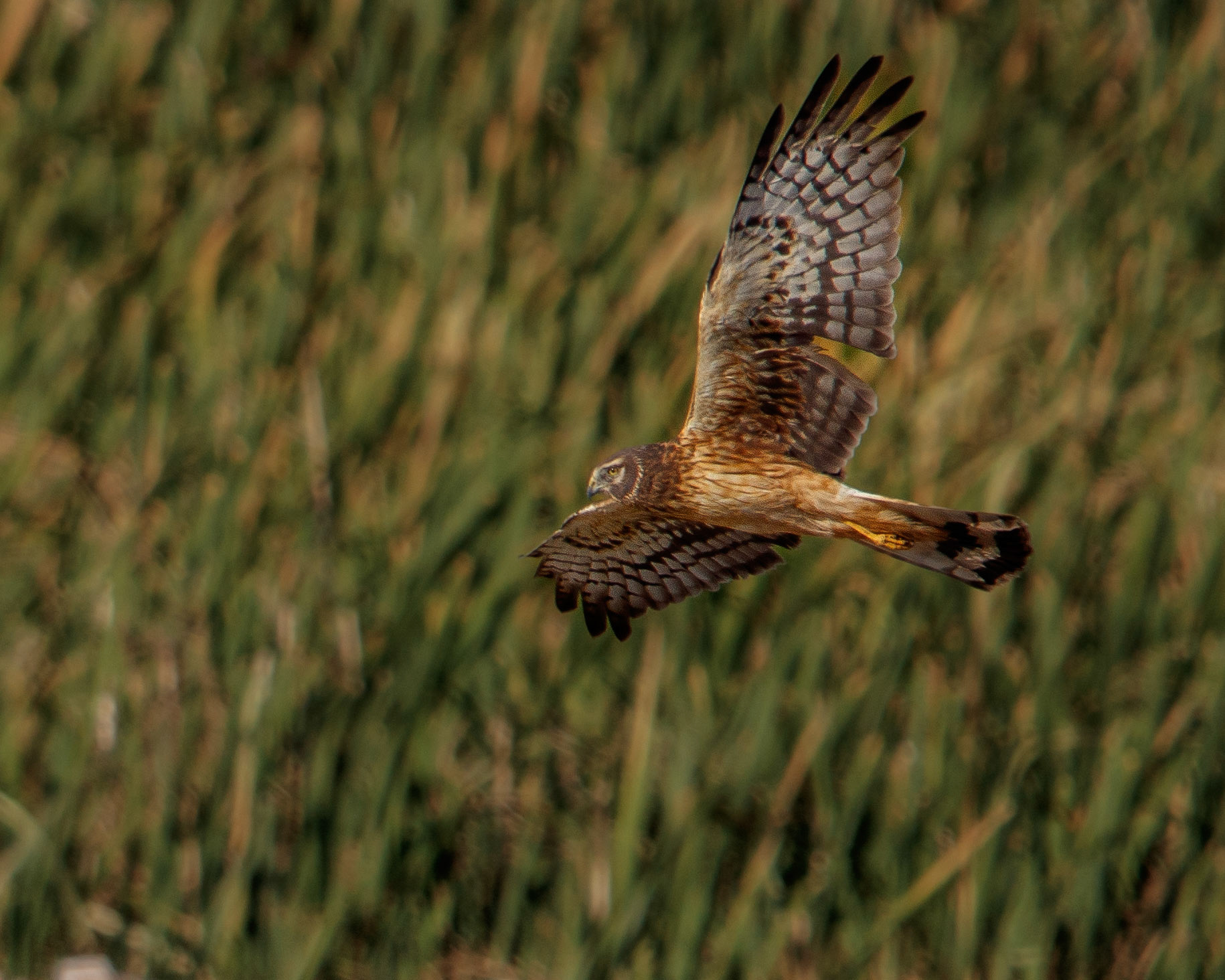 Northern Harrier