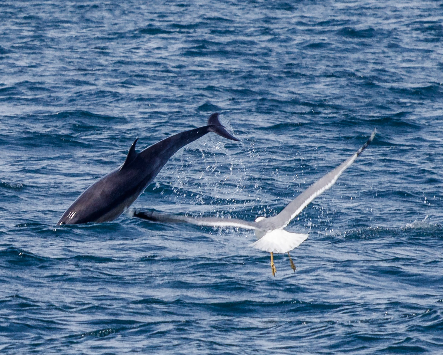 Dive bombing seagul