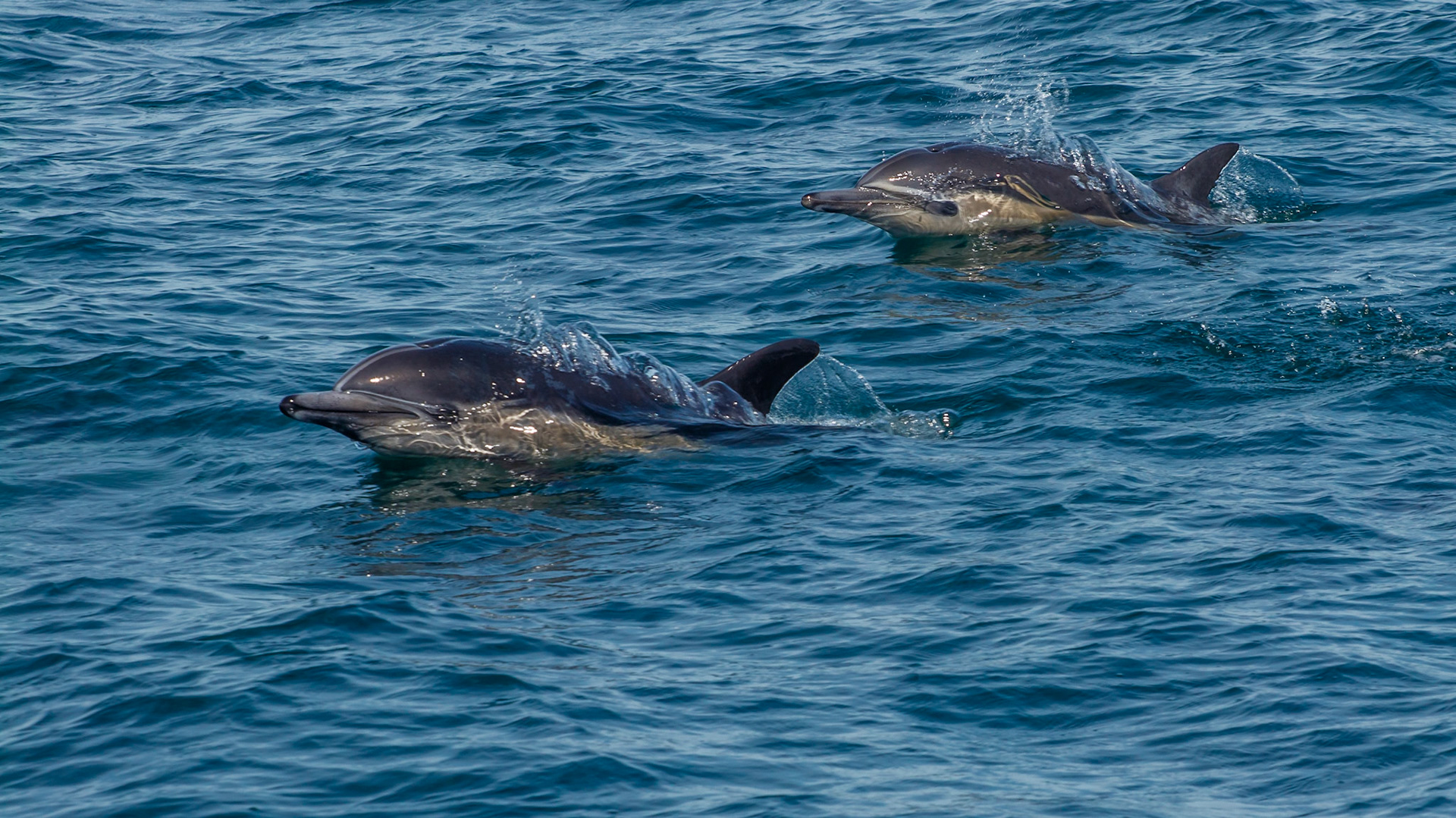 The dolphins were more cooparative than the whales