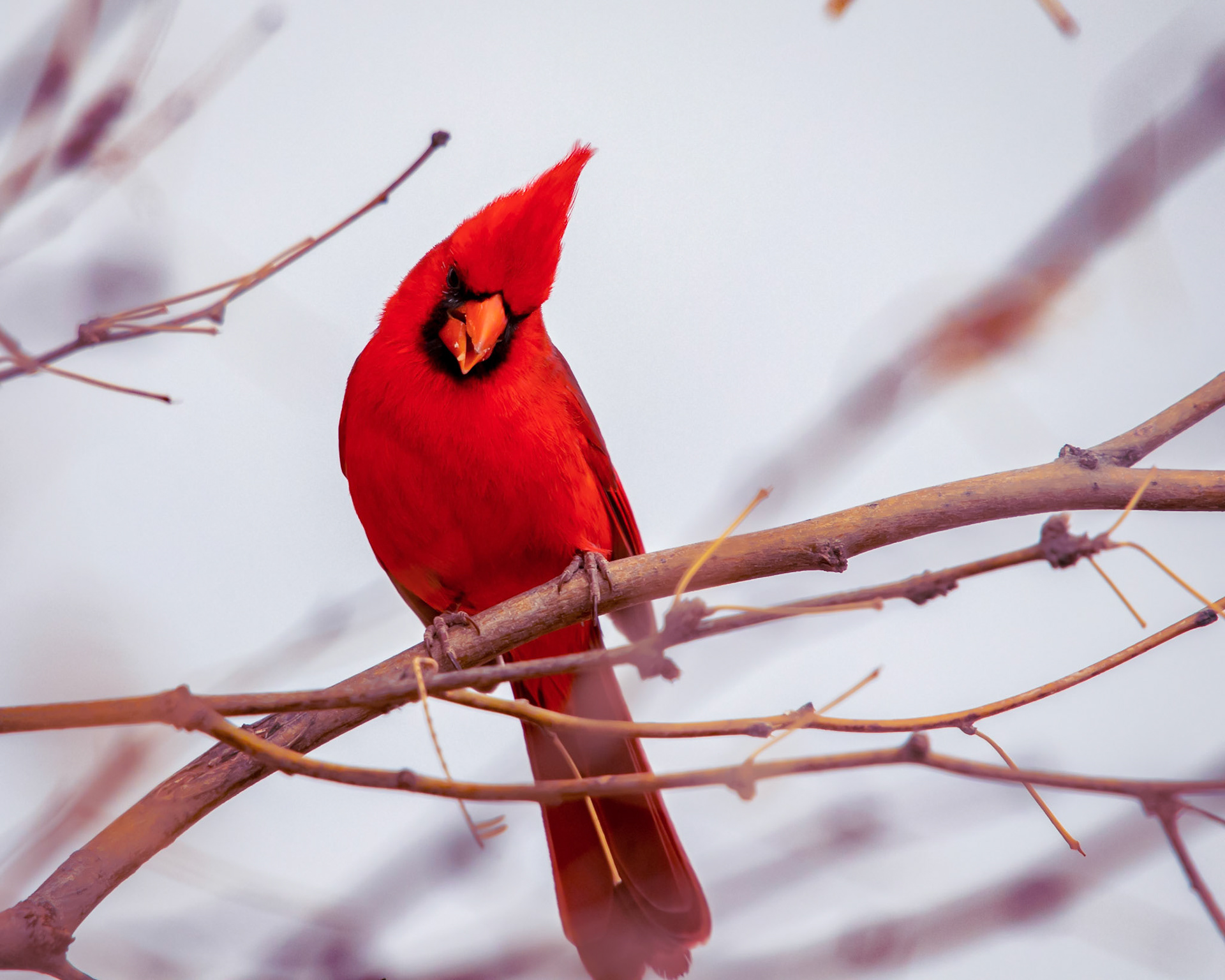 Northern Cardinal