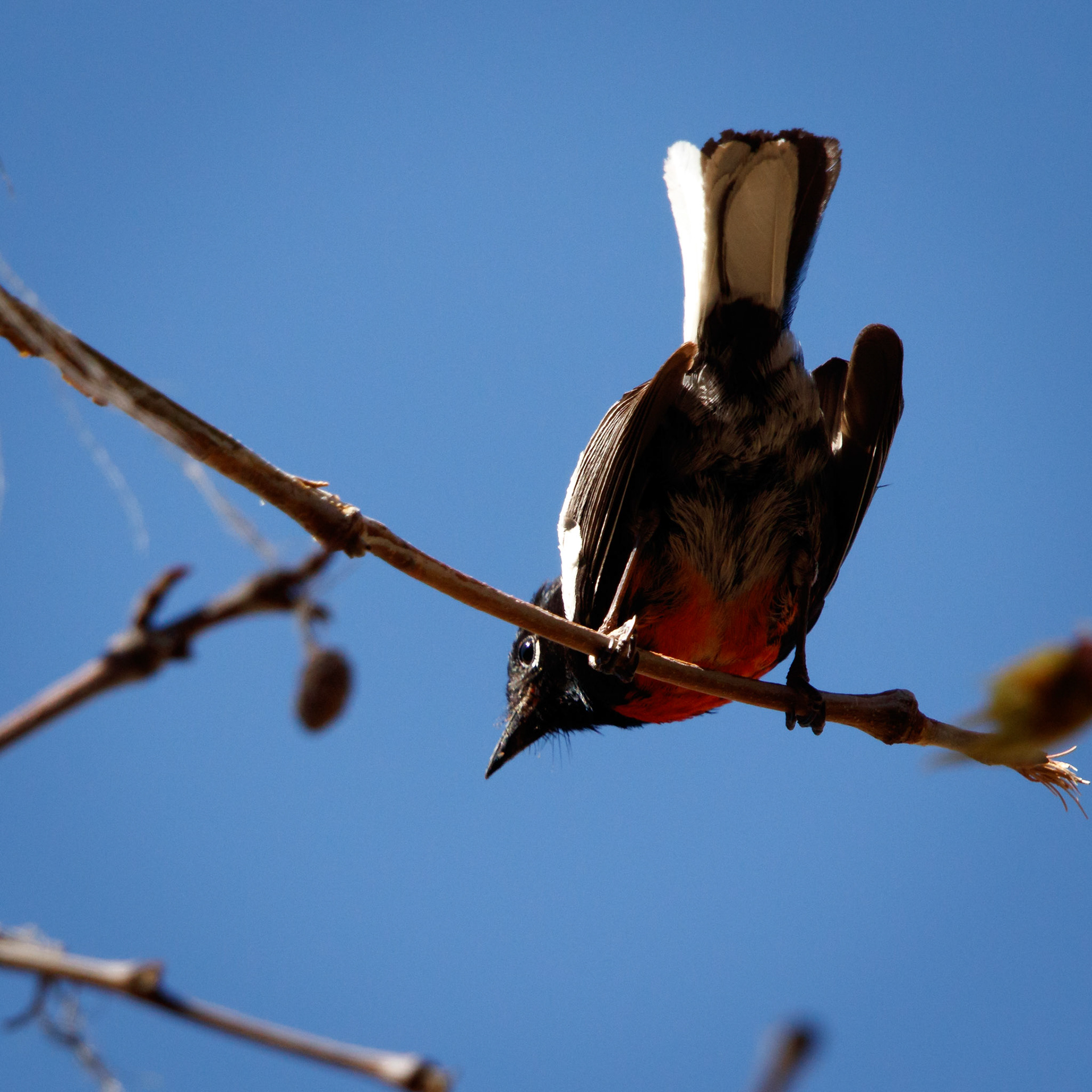 Painted Redstart