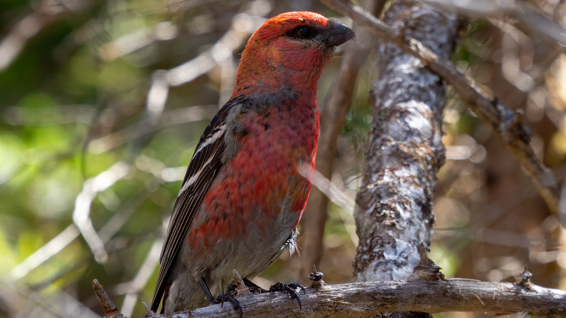 A striking Pine Gosbeak perched among the branches, captured during a hike to the base of Gros Morne Mountain. Its vibrant red plumage contrasts beautifully against the dappled sunlight filtering through the forest, offering a rare and intimate glimpse of Newfoundland’s rich birdlife. A moment of quiet beauty in the heart of the wilderness.