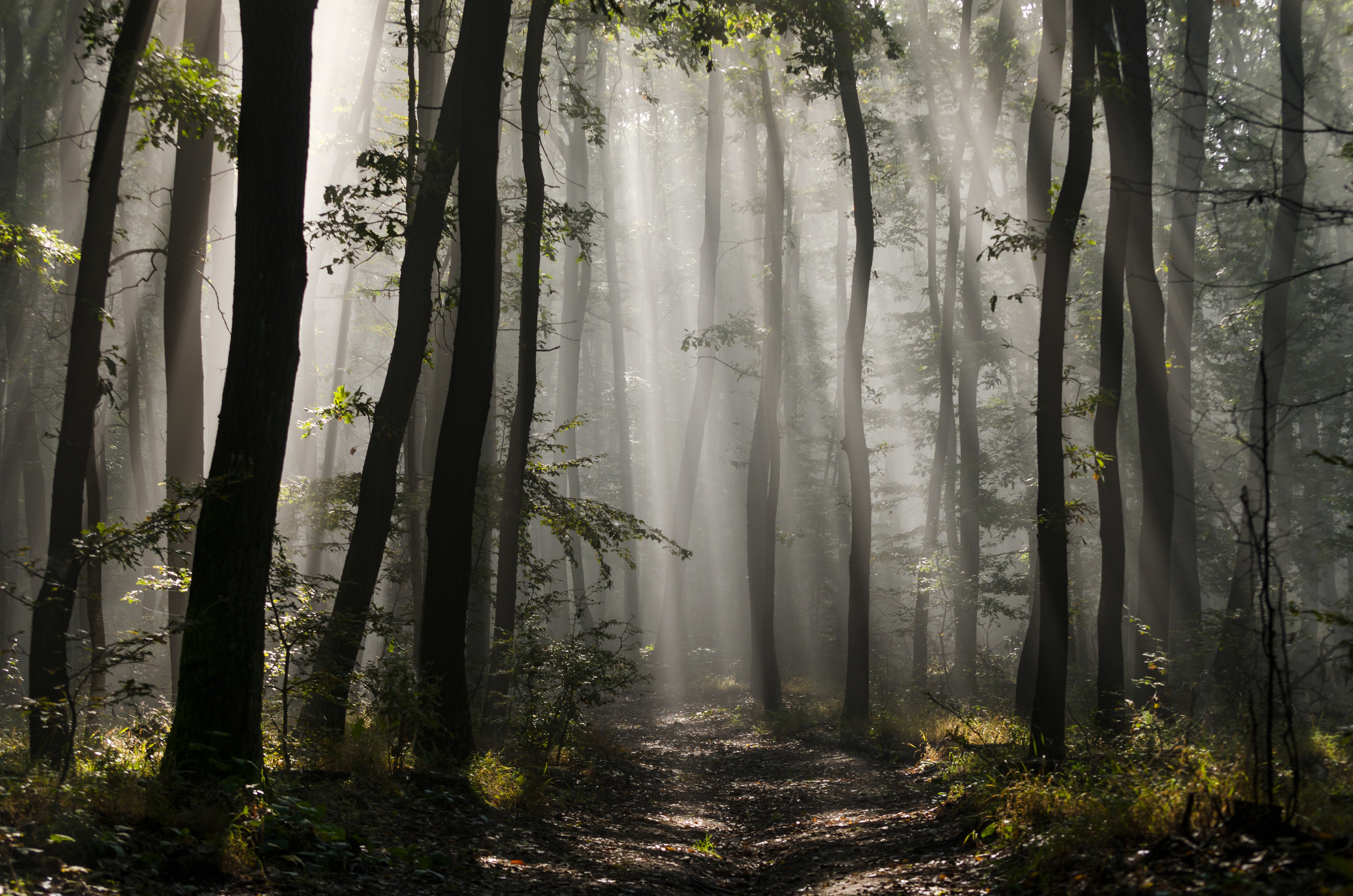 Rays of hope