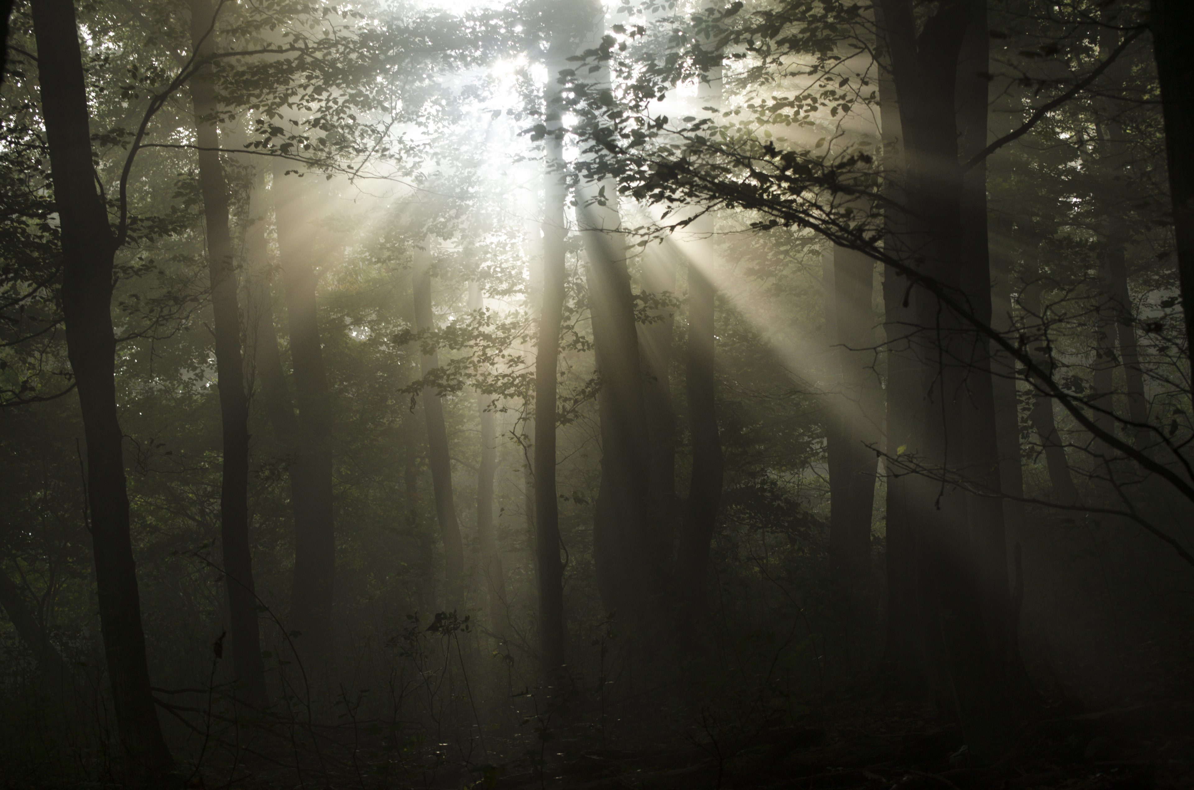 Misty morning