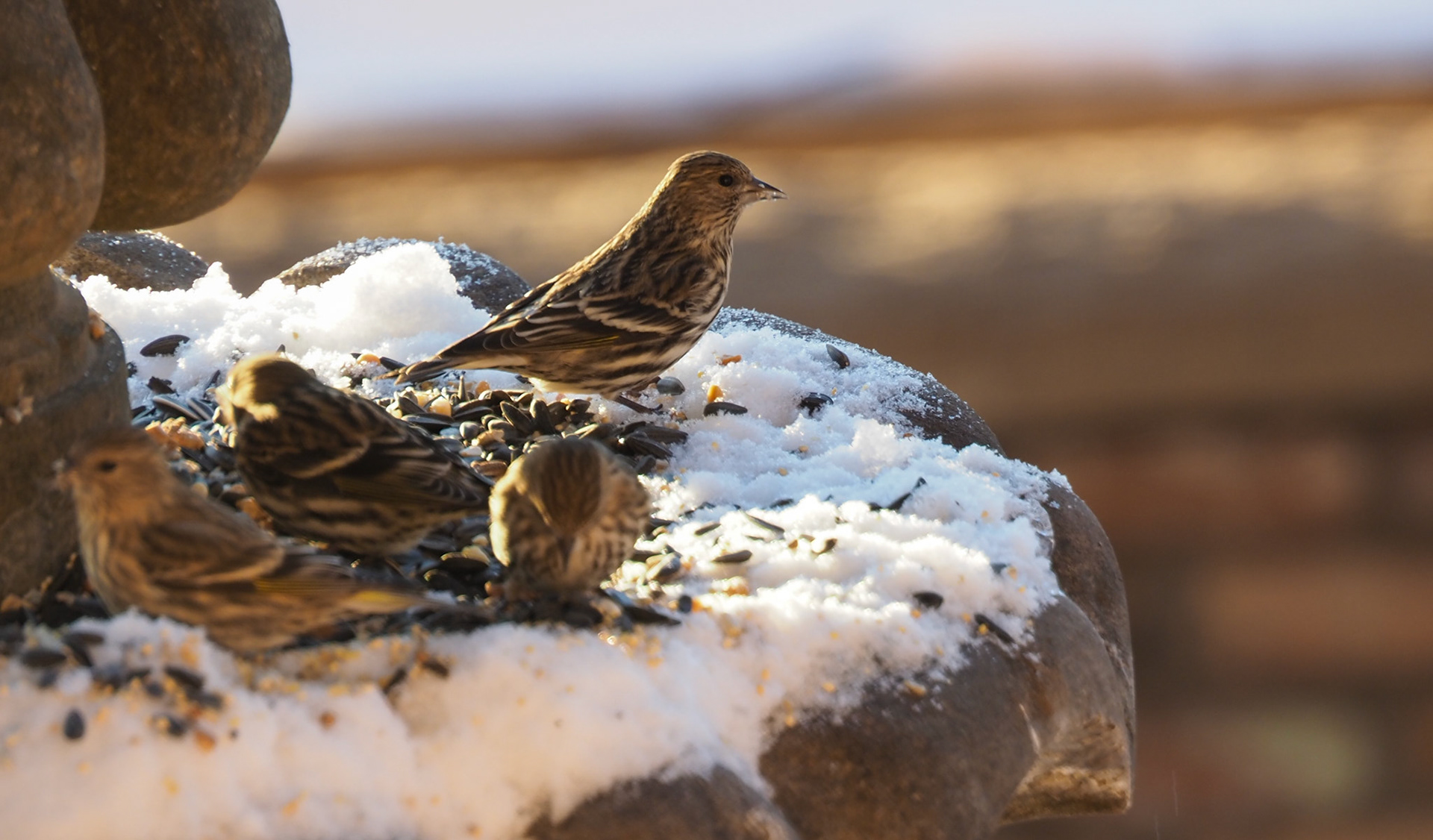 Birds on Fountain