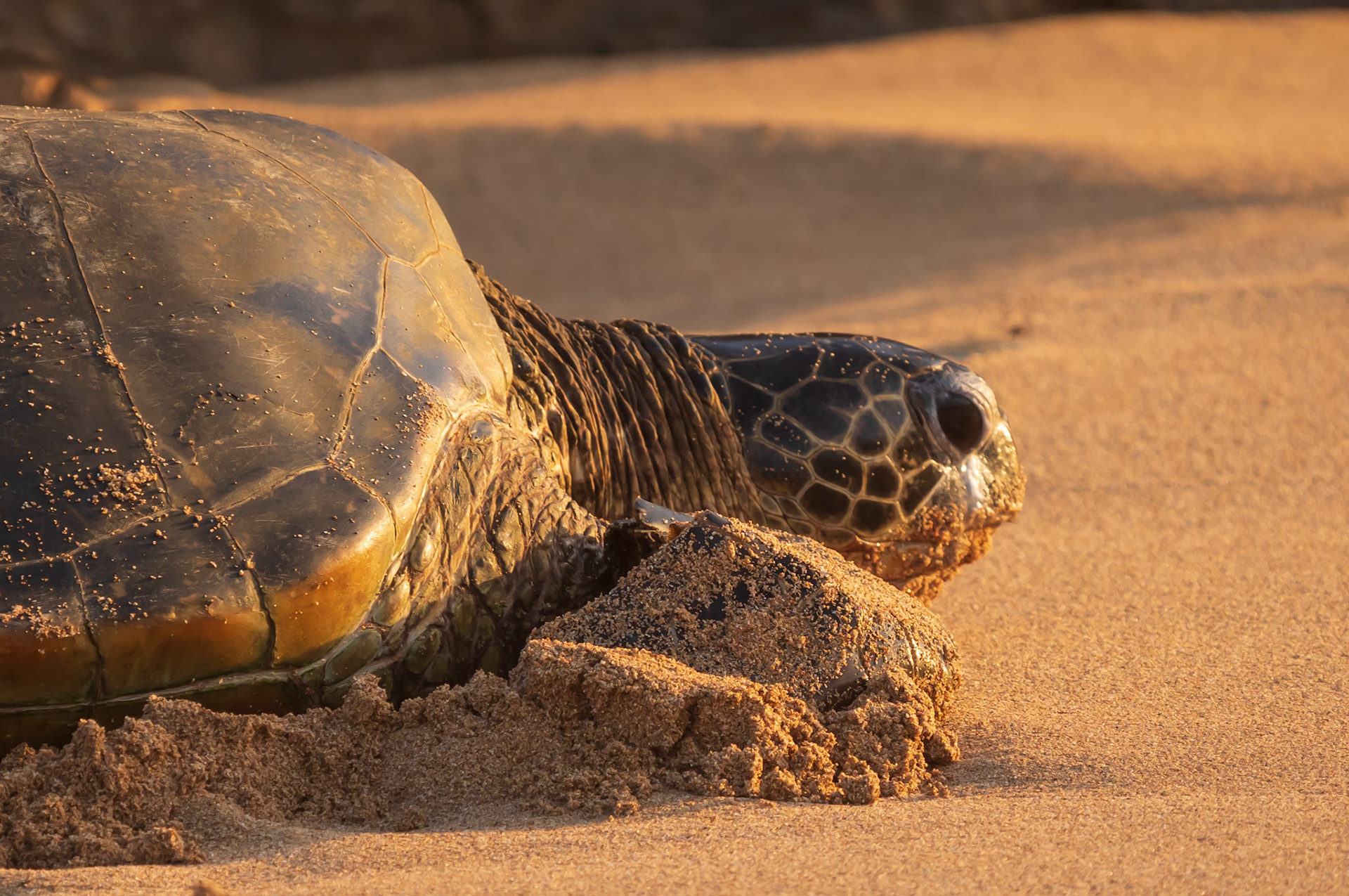 turtle