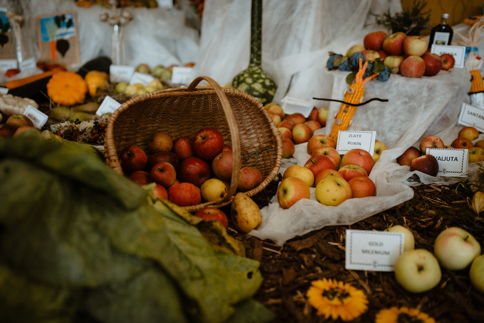 Podzimní Flora Olomouc 2020