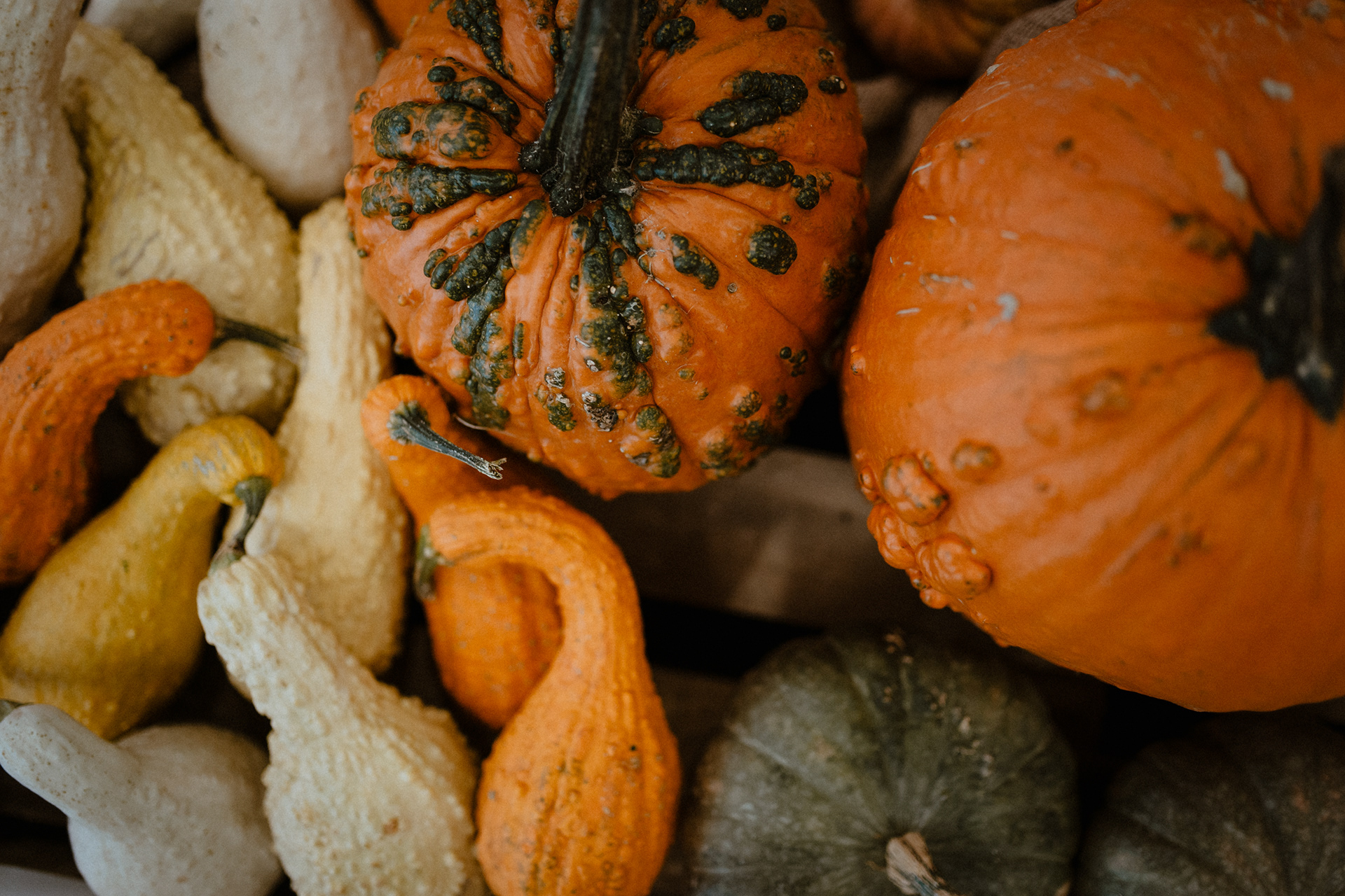 Podzimní Flora Olomouc 2020