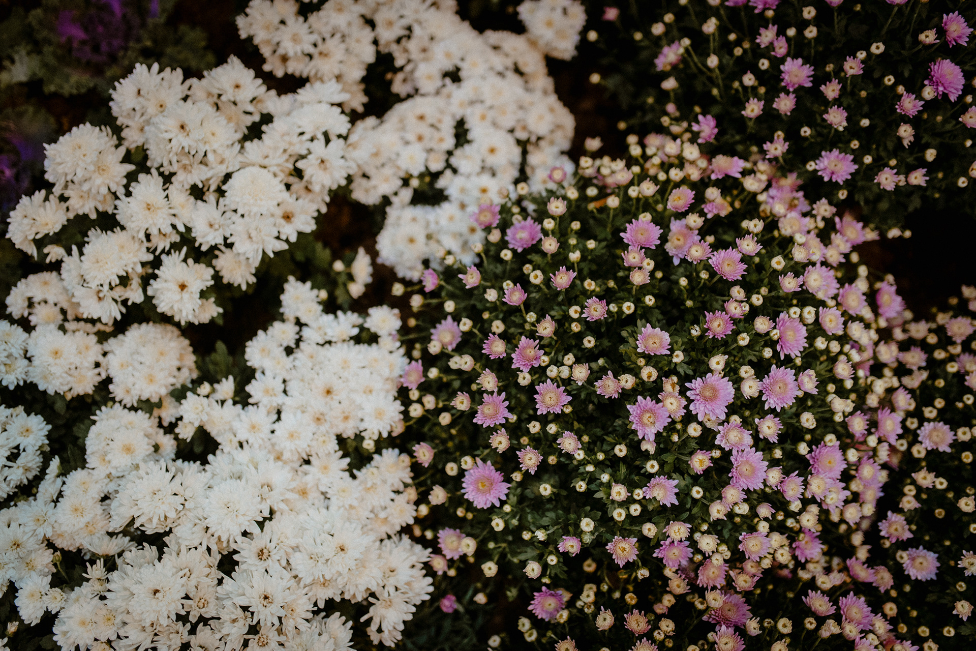 Podzimní Flora Olomouc 2020