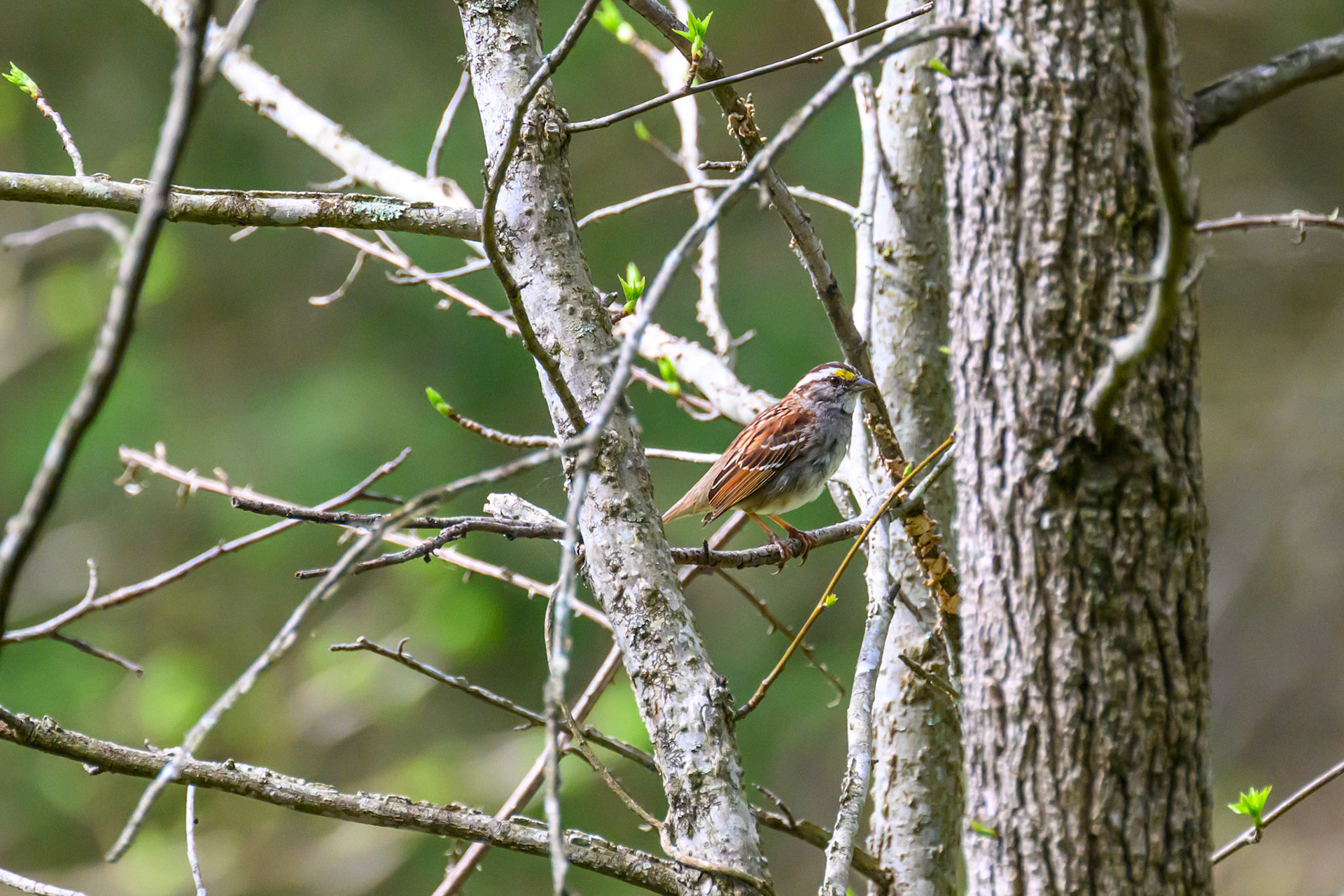 Brumley Nature Preserve