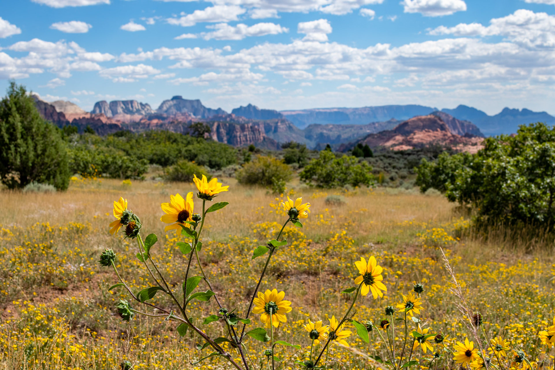 Kolob Terrace