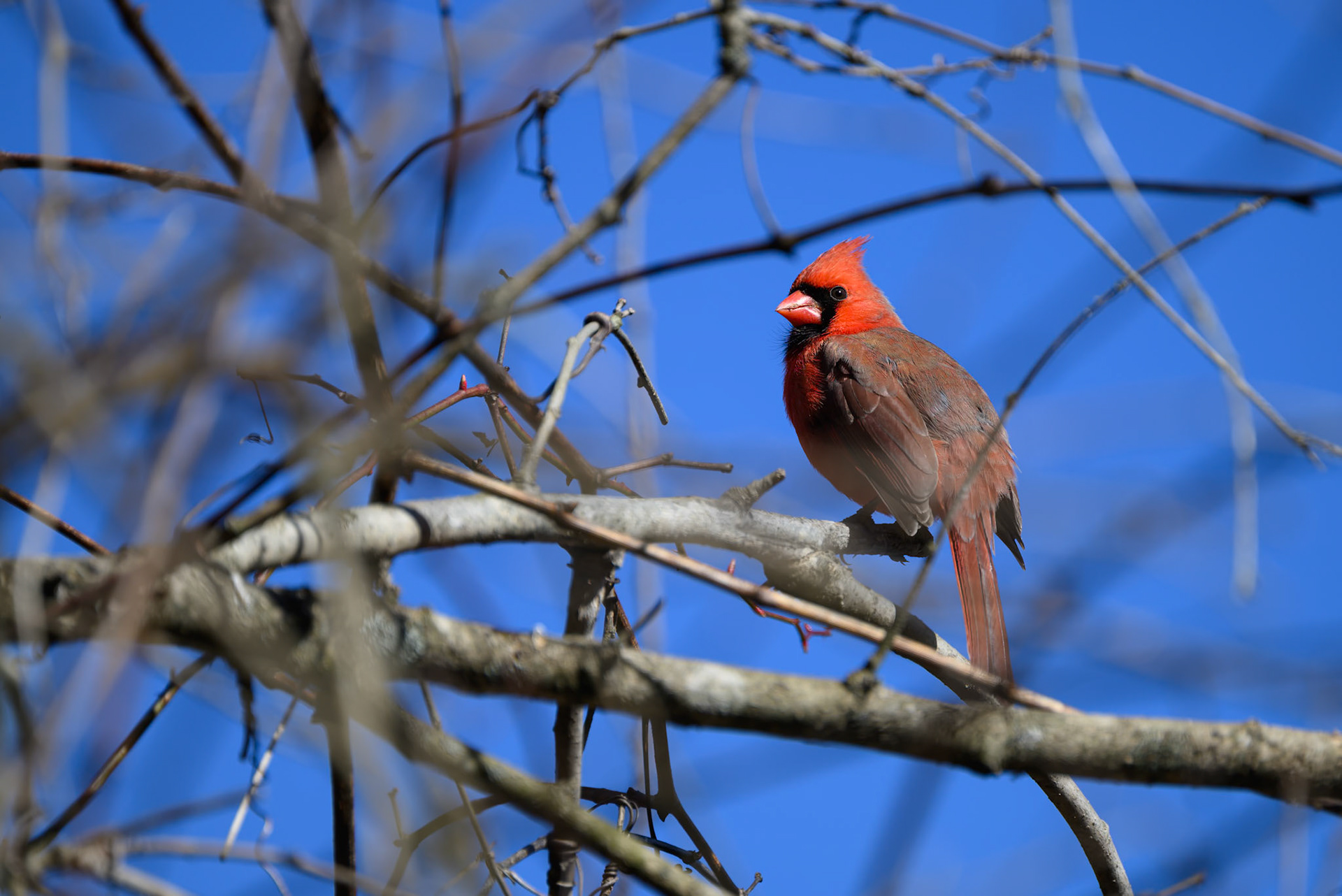 Brumley Nature Preserve