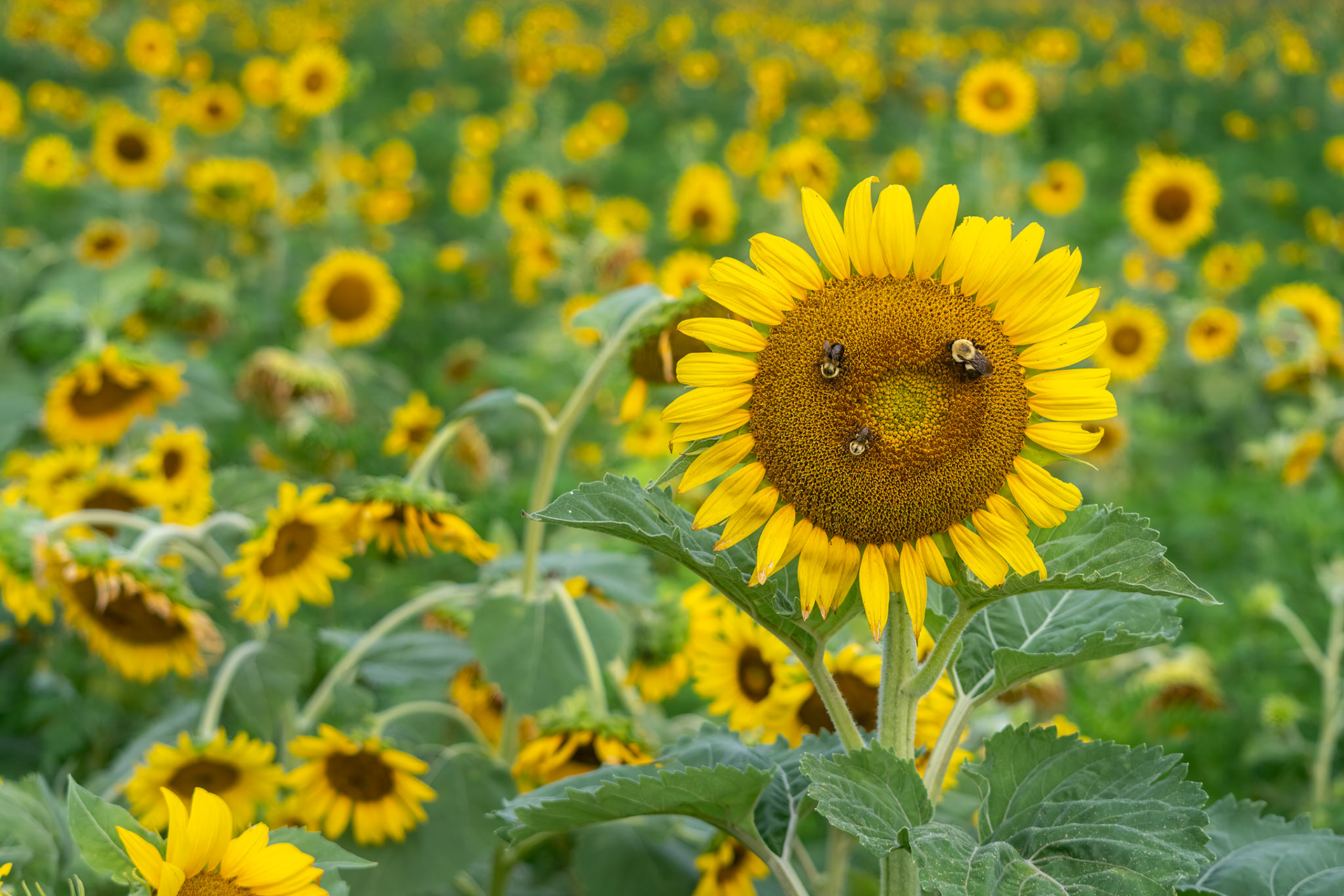 Dorothea Dix Sunflowers