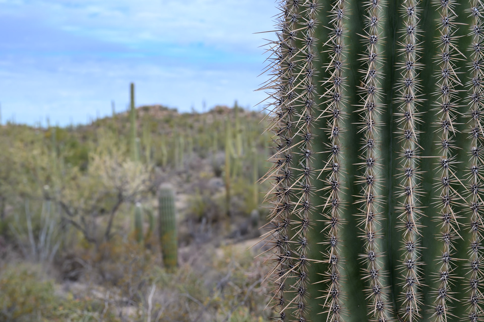 Saguaro National Park, Arizona