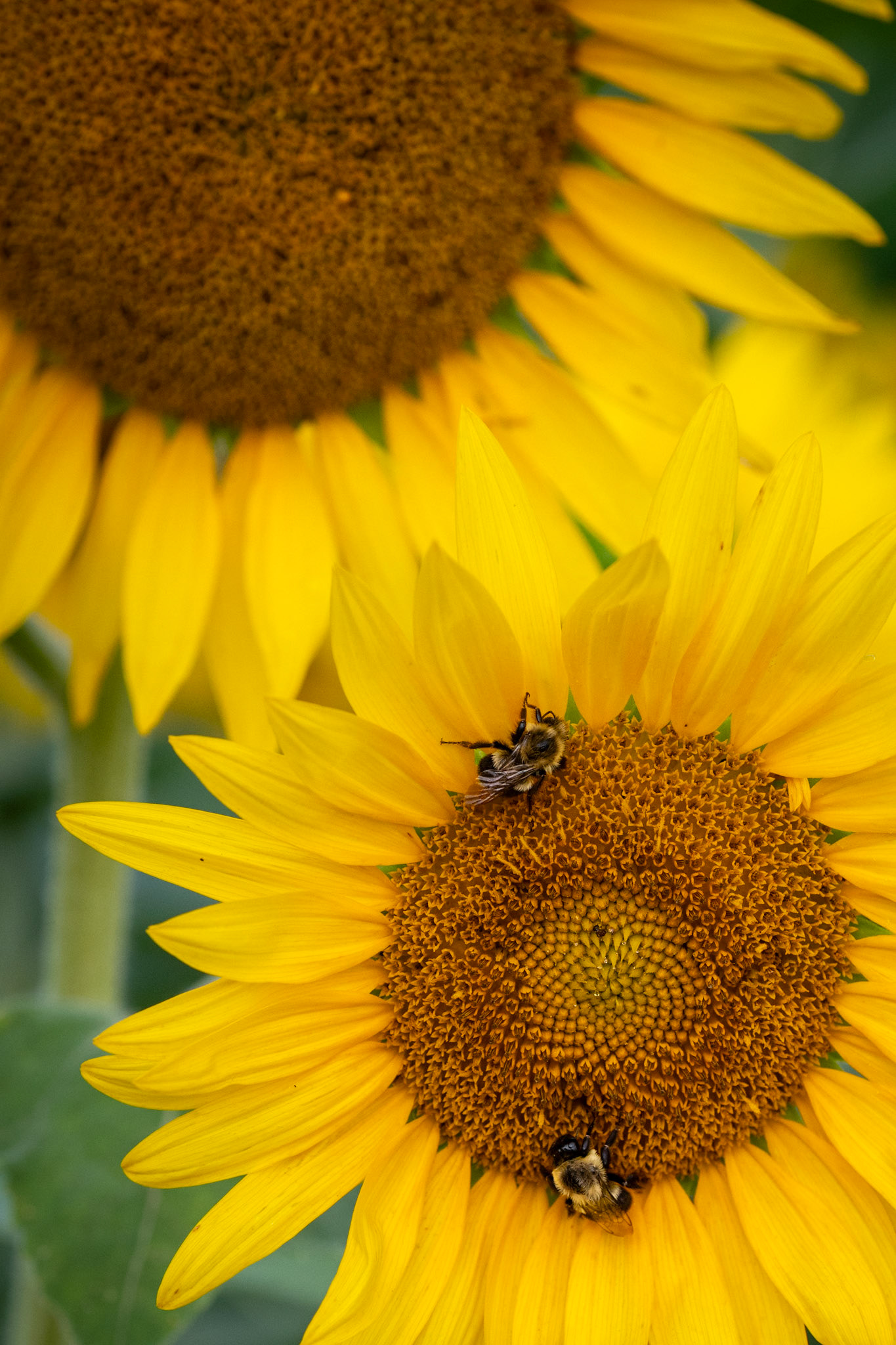 Dorothea Dix Sunflowers
